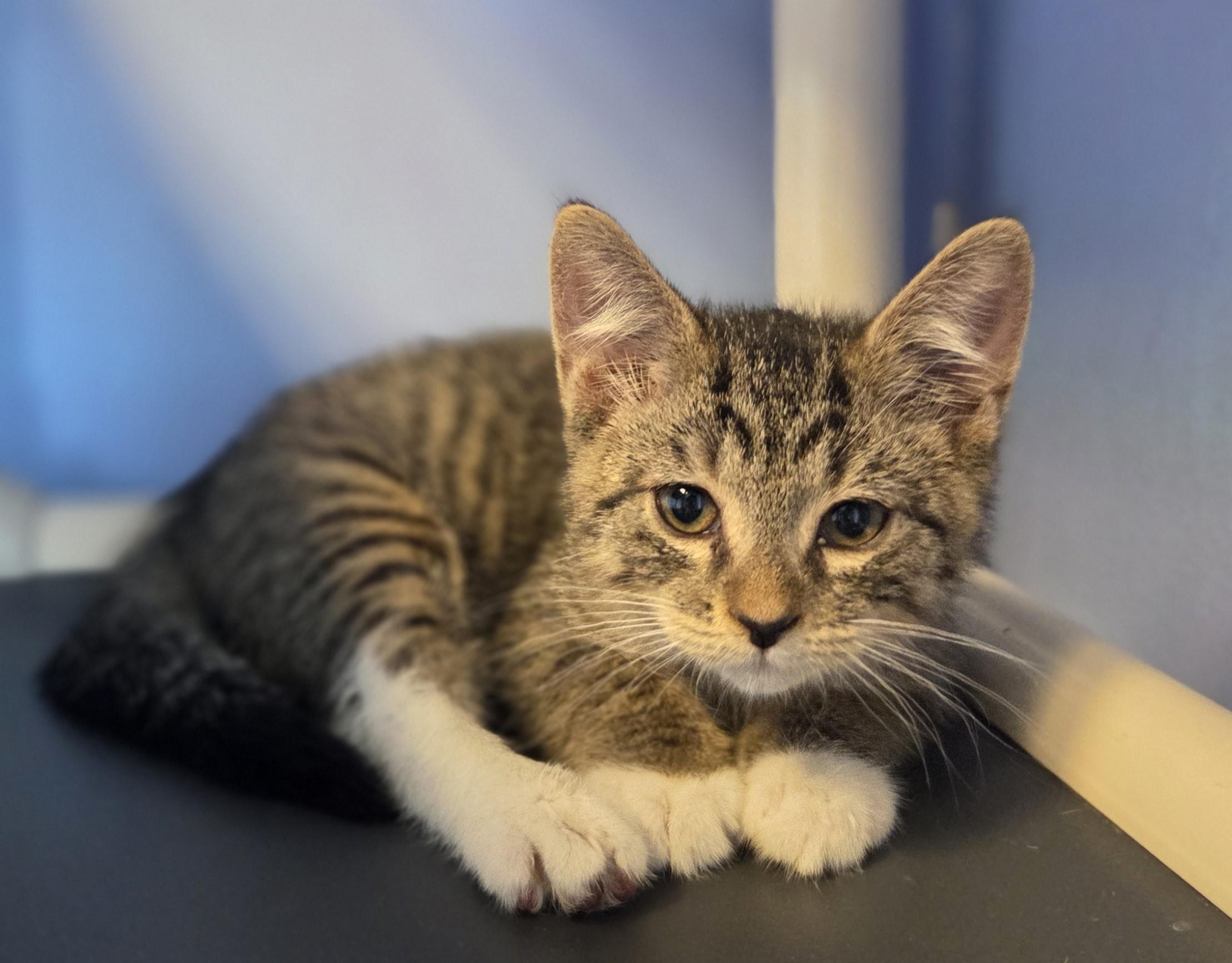 Vaxis, an adopted Domestic Short Hair in Brookings, SD image 1/4