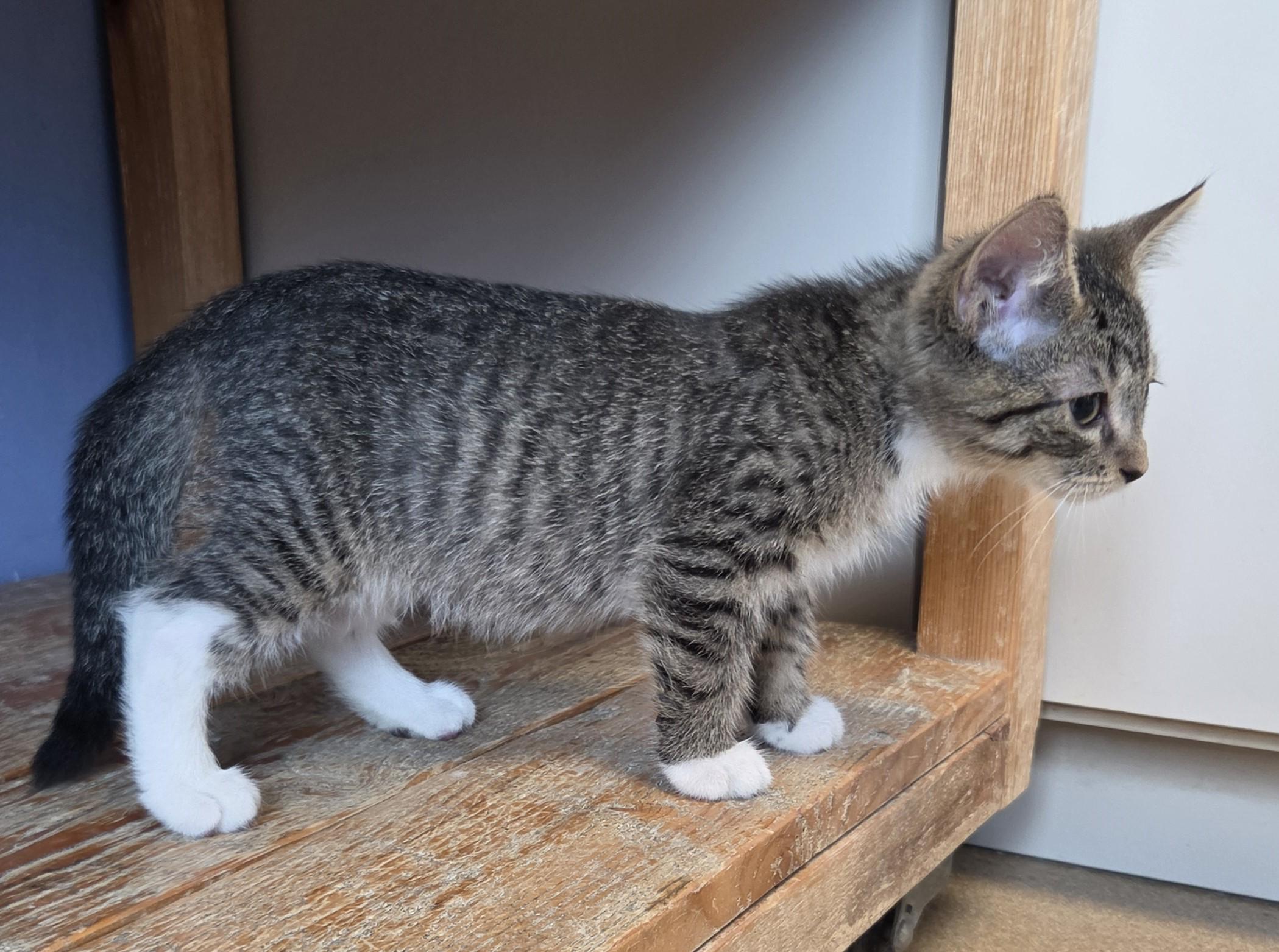Vaxis, an adopted Domestic Short Hair in Brookings, SD image 4/4