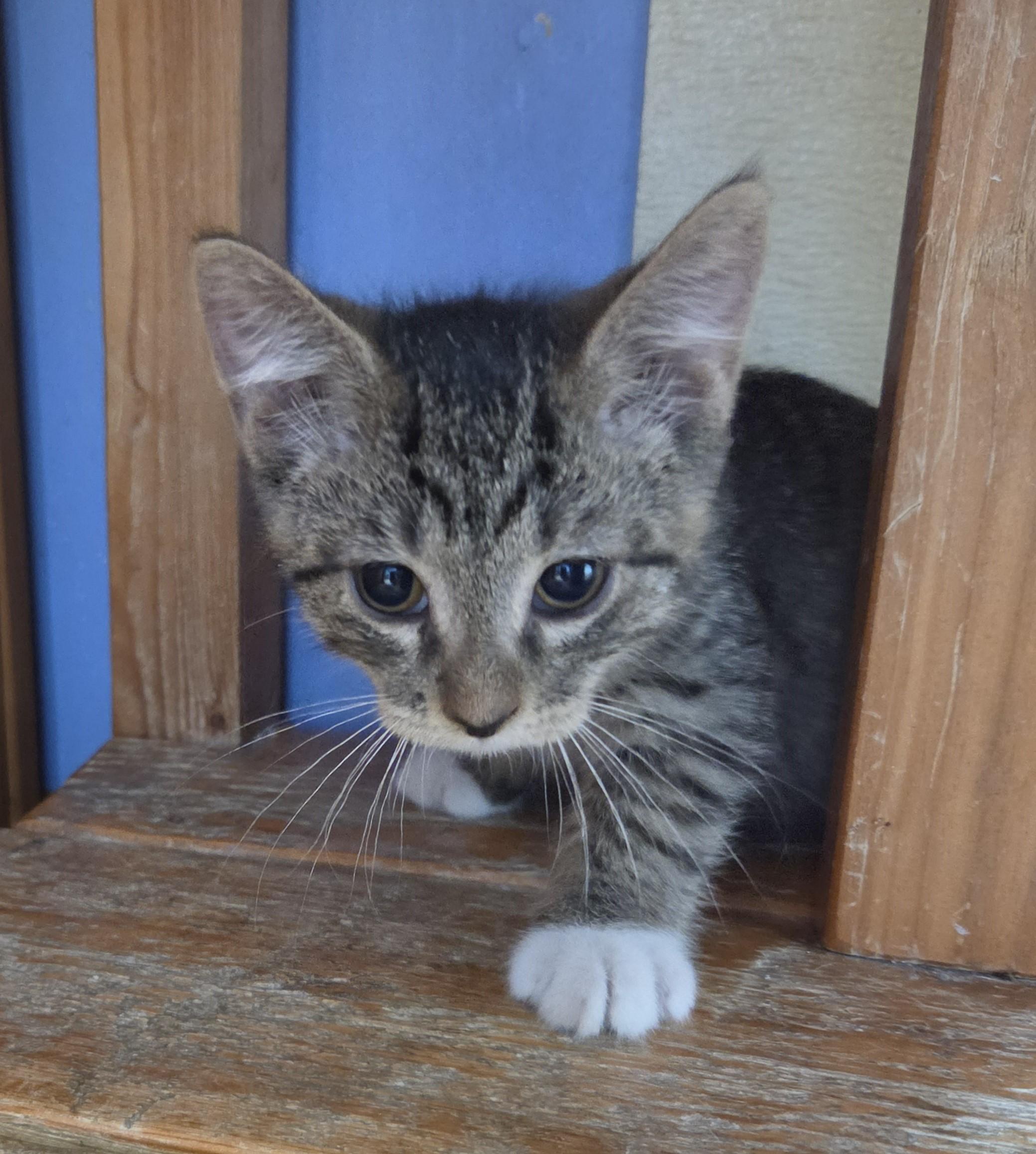 Vaxis, an adopted Domestic Short Hair in Brookings, SD image 3/4