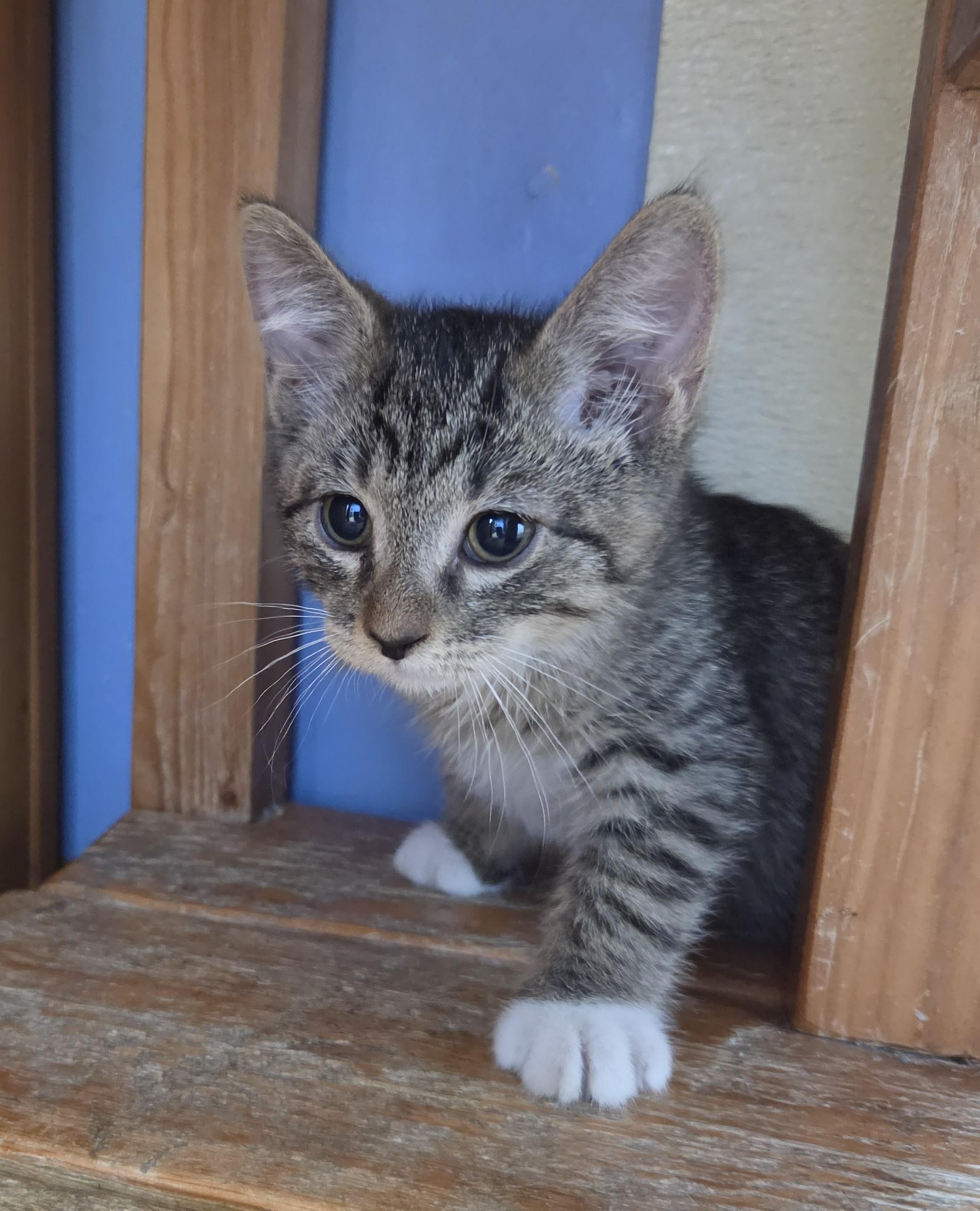 Vaxis, an adopted Domestic Short Hair in Brookings, SD image 2/4