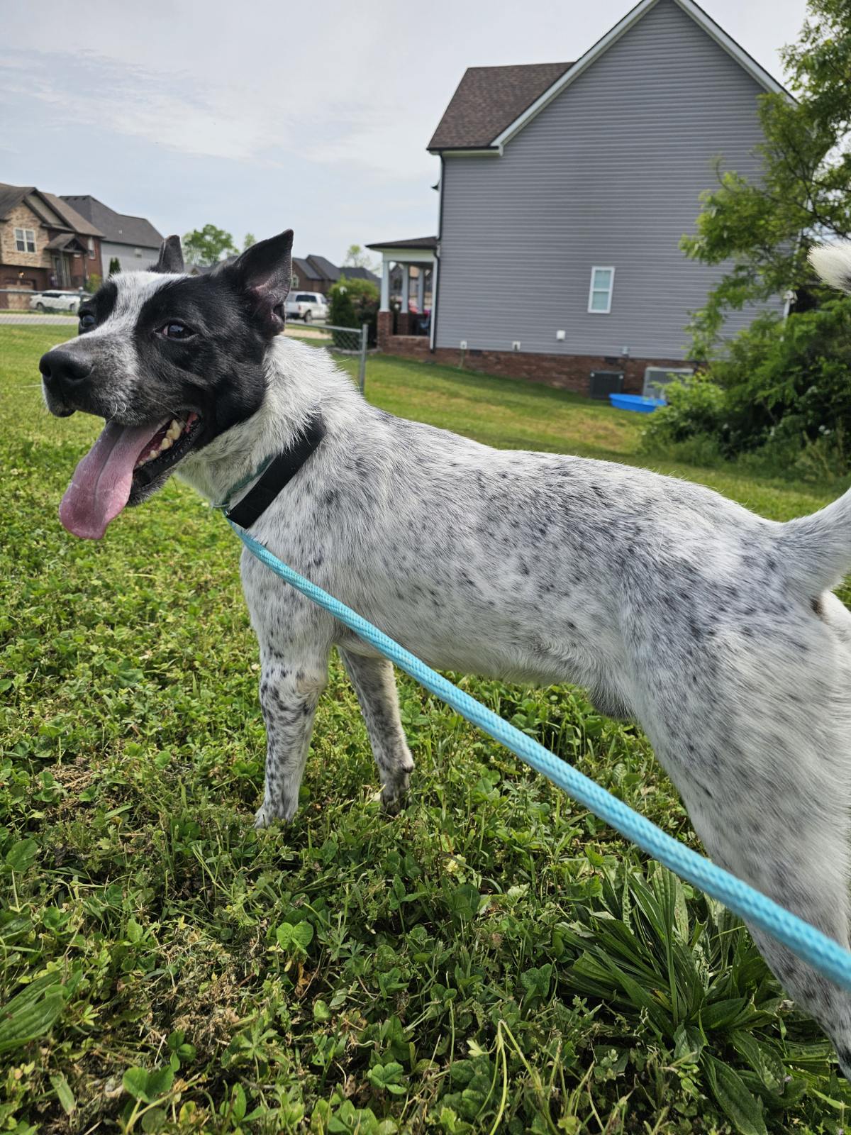 Enlarge Einstein, a Adopted Australian Cattle Dog / Blue Heeler in CLARKSVILLE, TN image 1/1