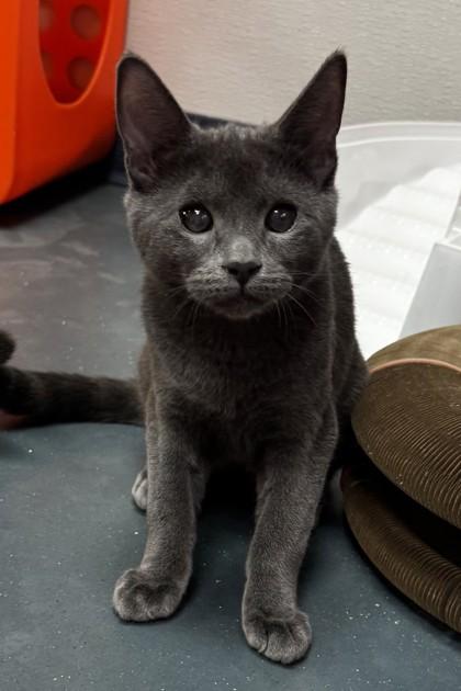 Mrs. Peacock, Adoptable, Kitten Female Domestic Short Hair & Domestic Short Hair.