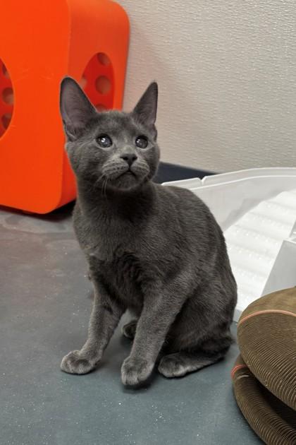 Enlarge Mrs. Peacock, a Adoptable Domestic Short Hair in Walla Walla, WA image 2/2