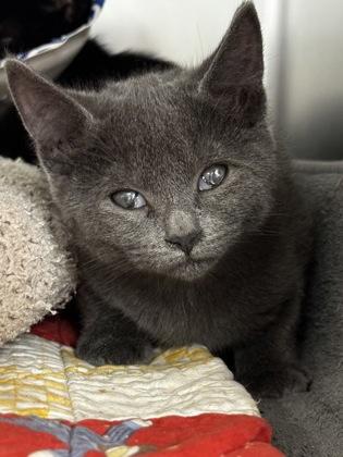 Mrs. Peacock, Adoptable, Kitten Female Domestic Short Hair & Domestic Short Hair.