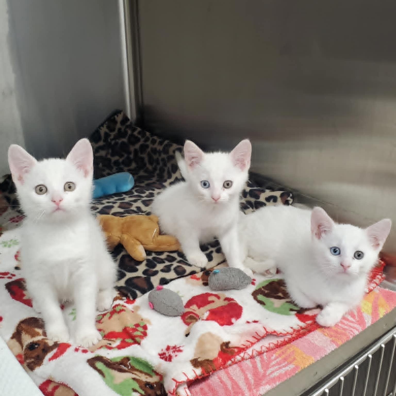 Enlarge Daffodil, Dahlia, & Bluebell, an adopted Domestic Short Hair in Marseilles, IL image 1/1