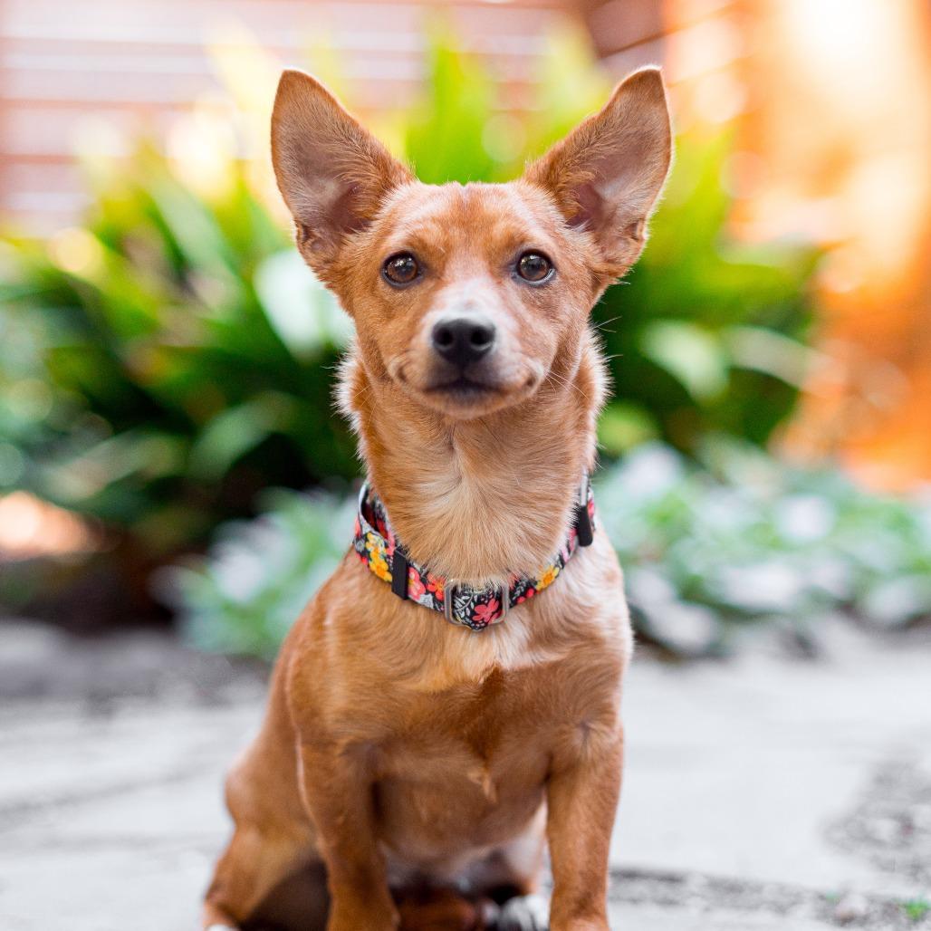 Strawberry, Adoptable, Young Female Chihuahua & Mixed Breed.