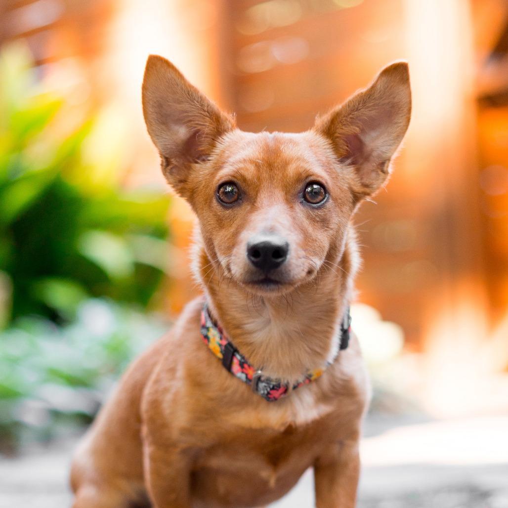 Strawberry, a Adoptable mixed breed in Durham, NC image 2/6