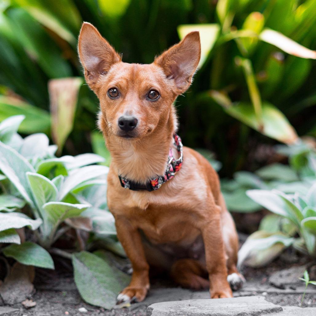 Strawberry, a Adoptable mixed breed in Durham, NC image 3/6