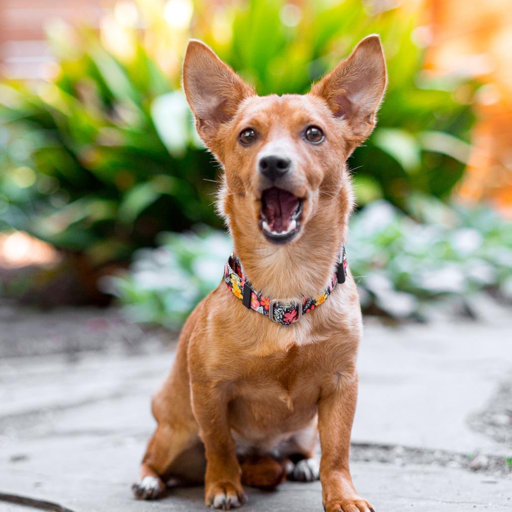 Strawberry, a Adoptable mixed breed in Durham, NC image 4/6