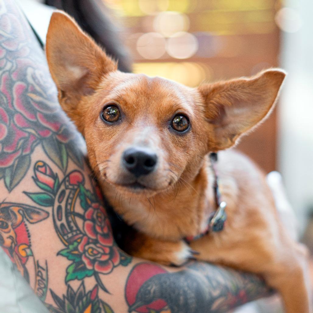 Strawberry, a Adoptable mixed breed in Durham, NC image 5/6