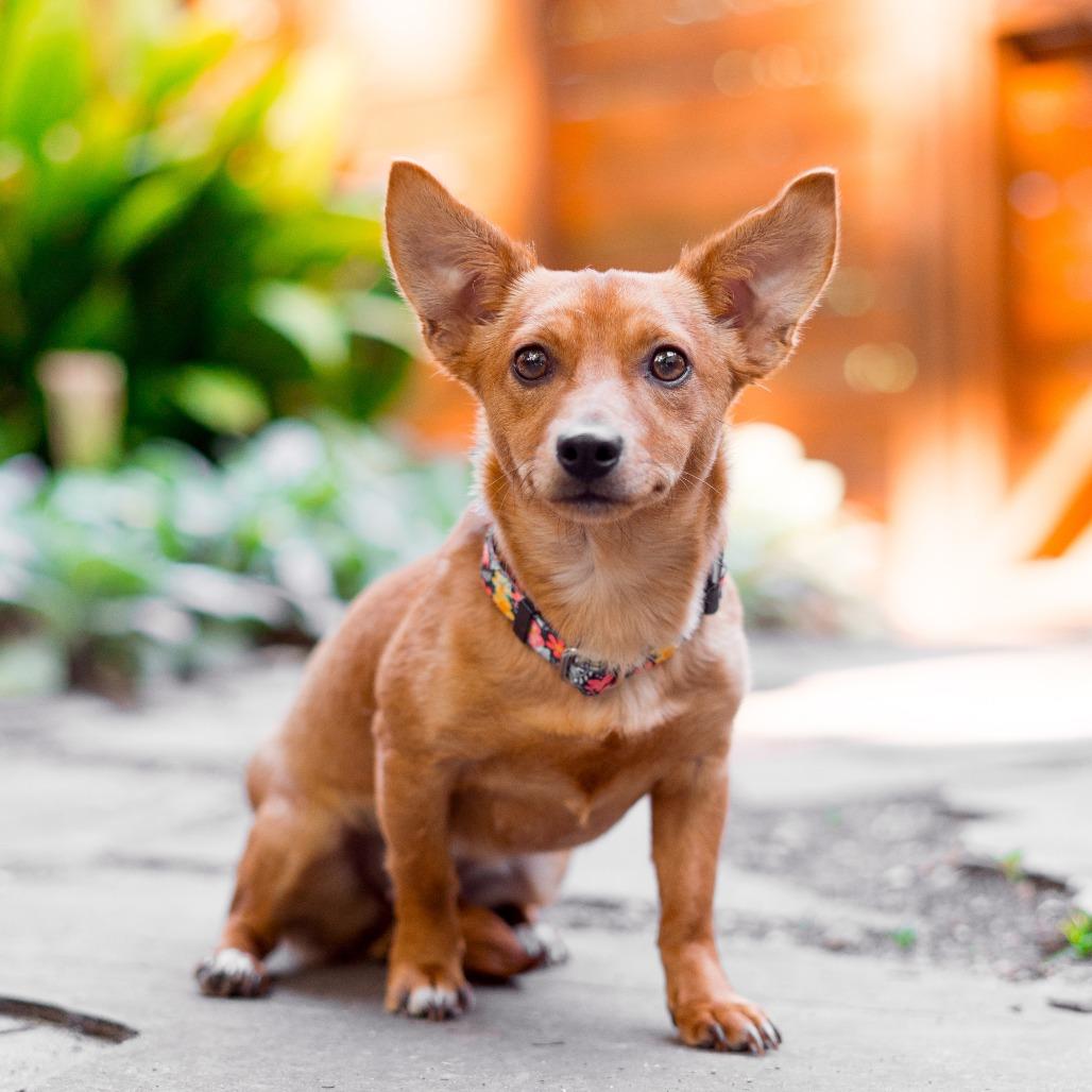 Strawberry, a Adoptable mixed breed in Durham, NC image 6/6