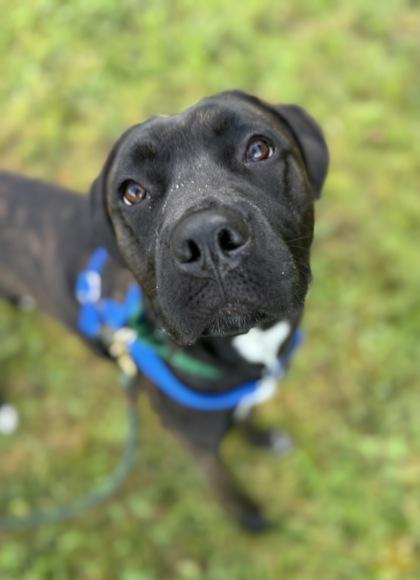 Lila, Adoptable, Young Female Mastiff & American Staffordshire Terrier.