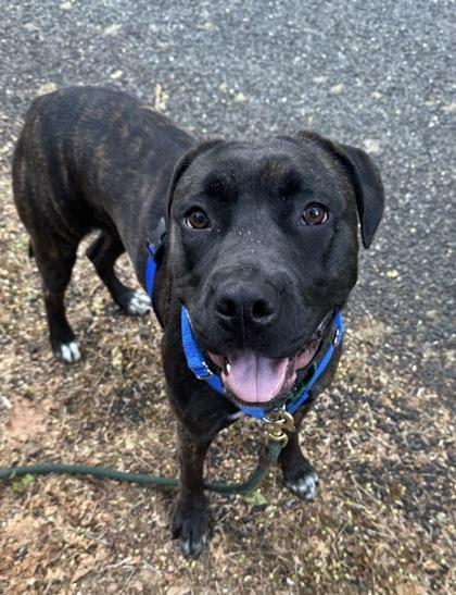 Enlarge Lila, a Adoptable mixed breed in Burlington, WA image 2/3