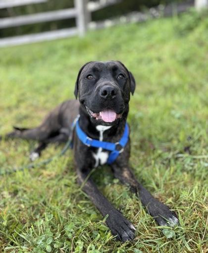Enlarge Lila, a Adoptable mixed breed in Burlington, WA image 3/3