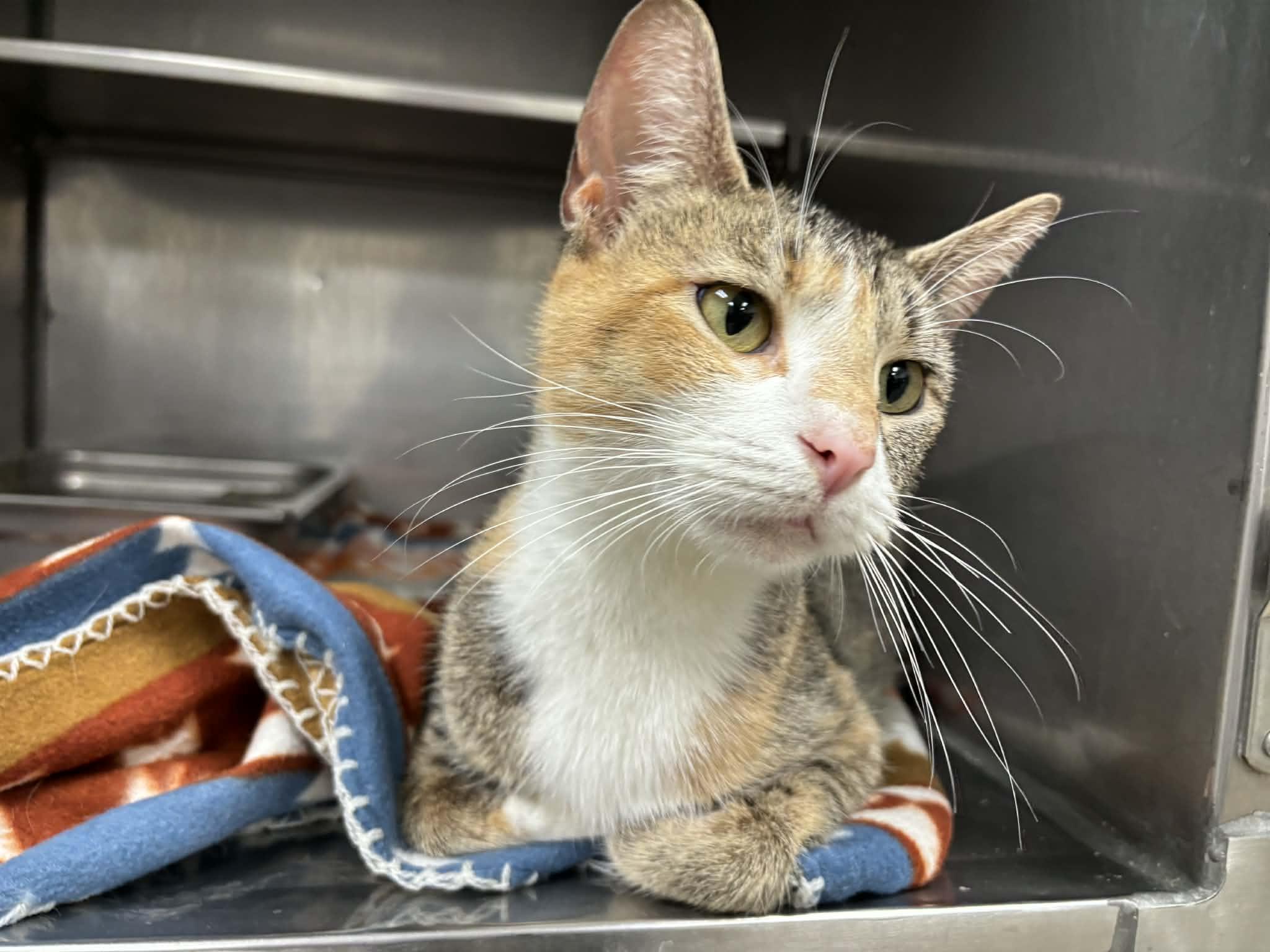 Pickles — thumbnail 2