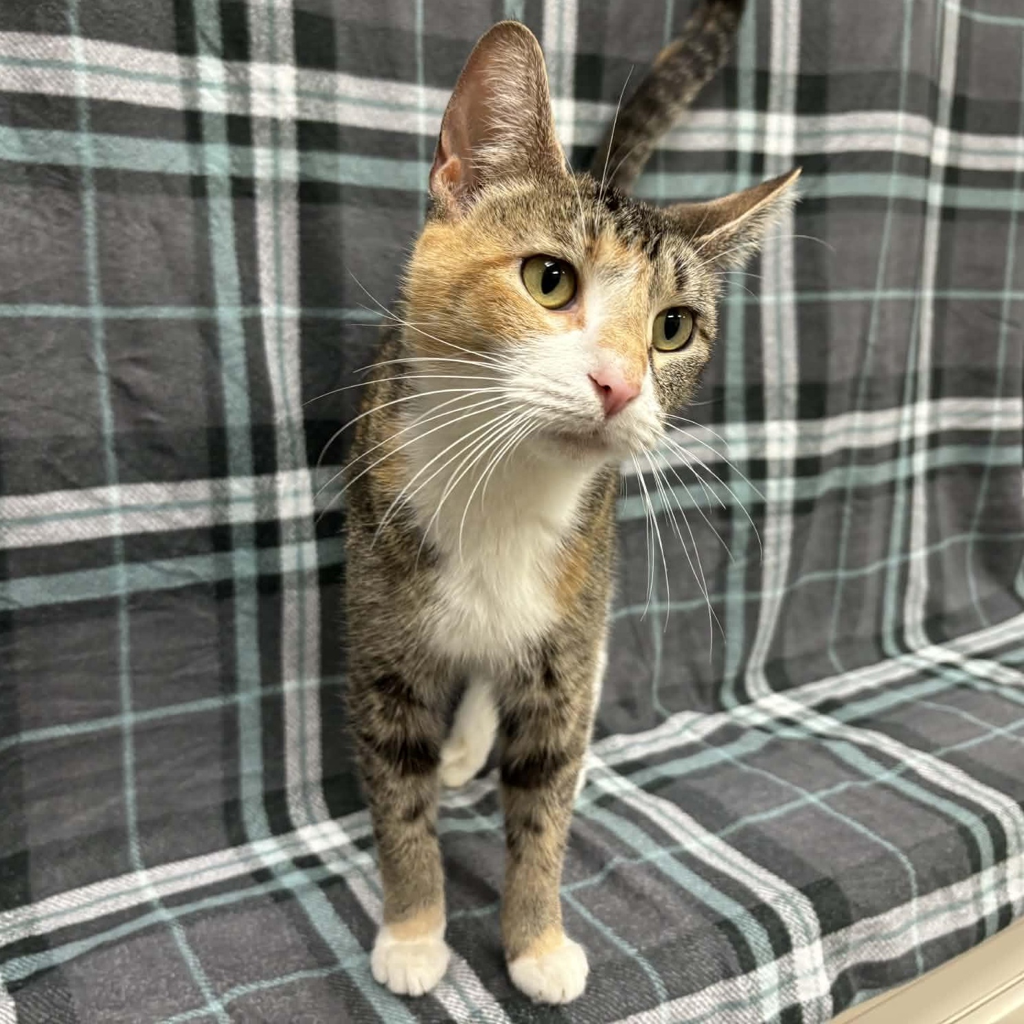 Pickles — thumbnail 3