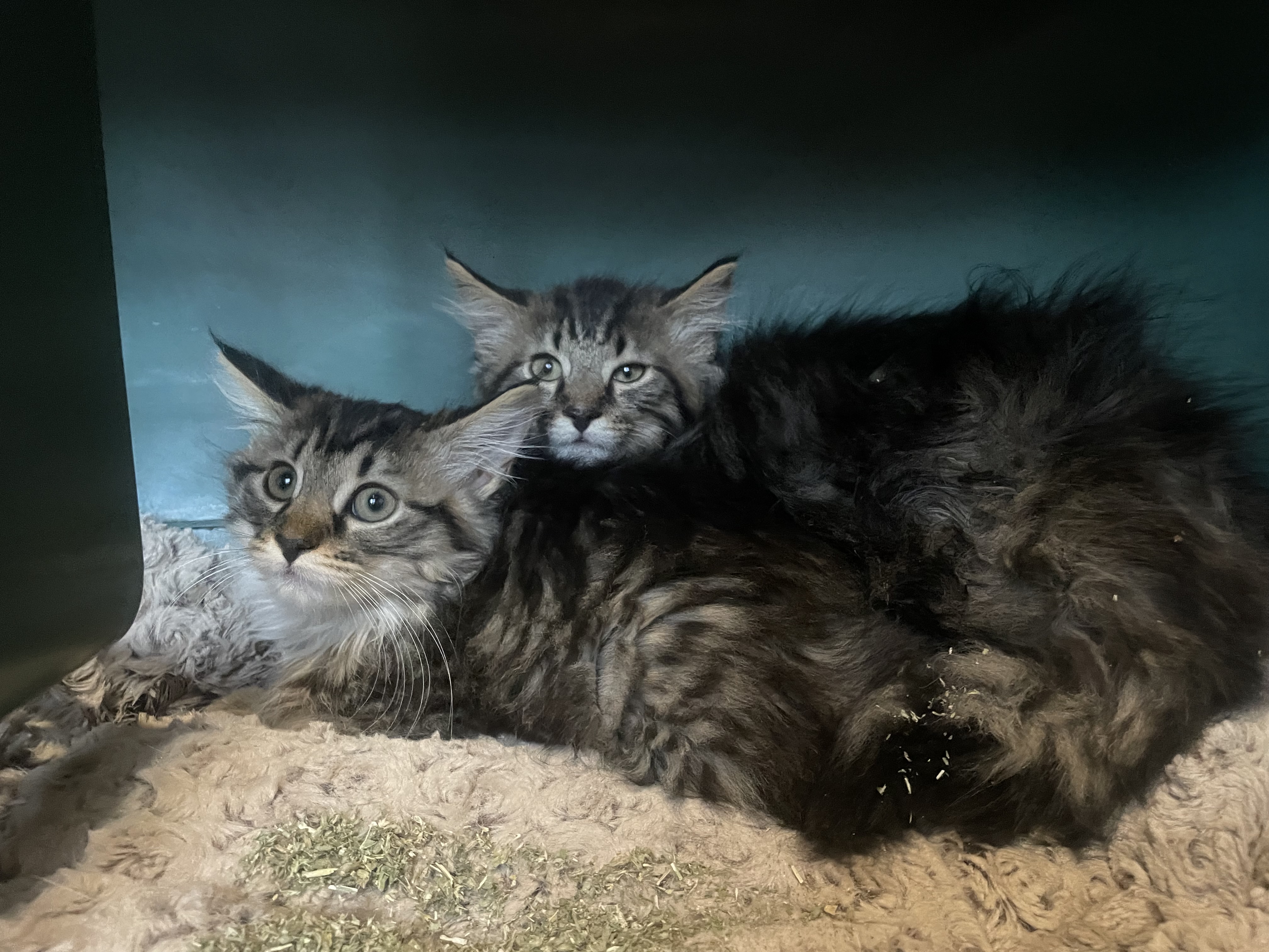 David & Natalie, Adopted, Kitten Female Maine Coon.