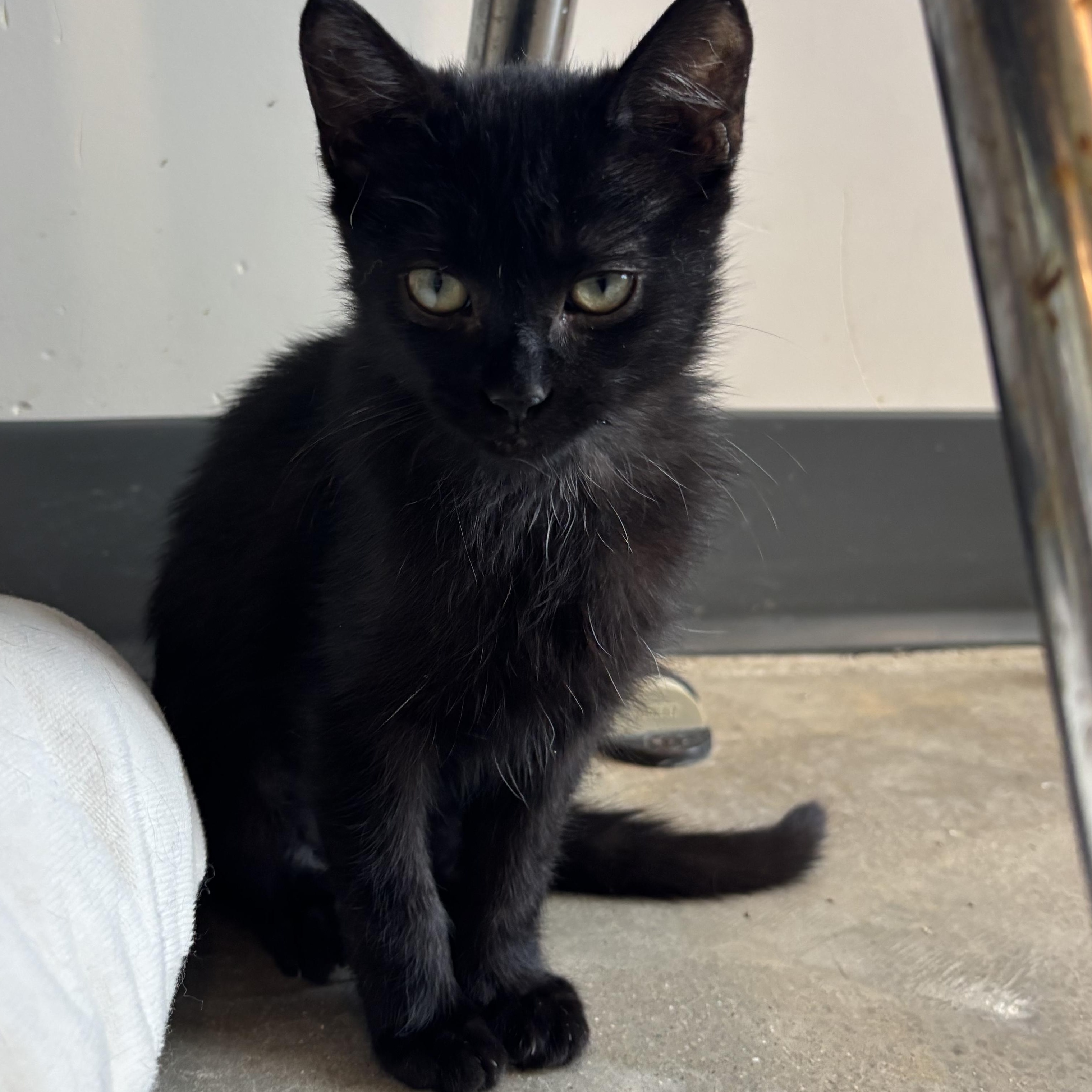 Tow Mater, adopted, Young Female Domestic Short Hair.