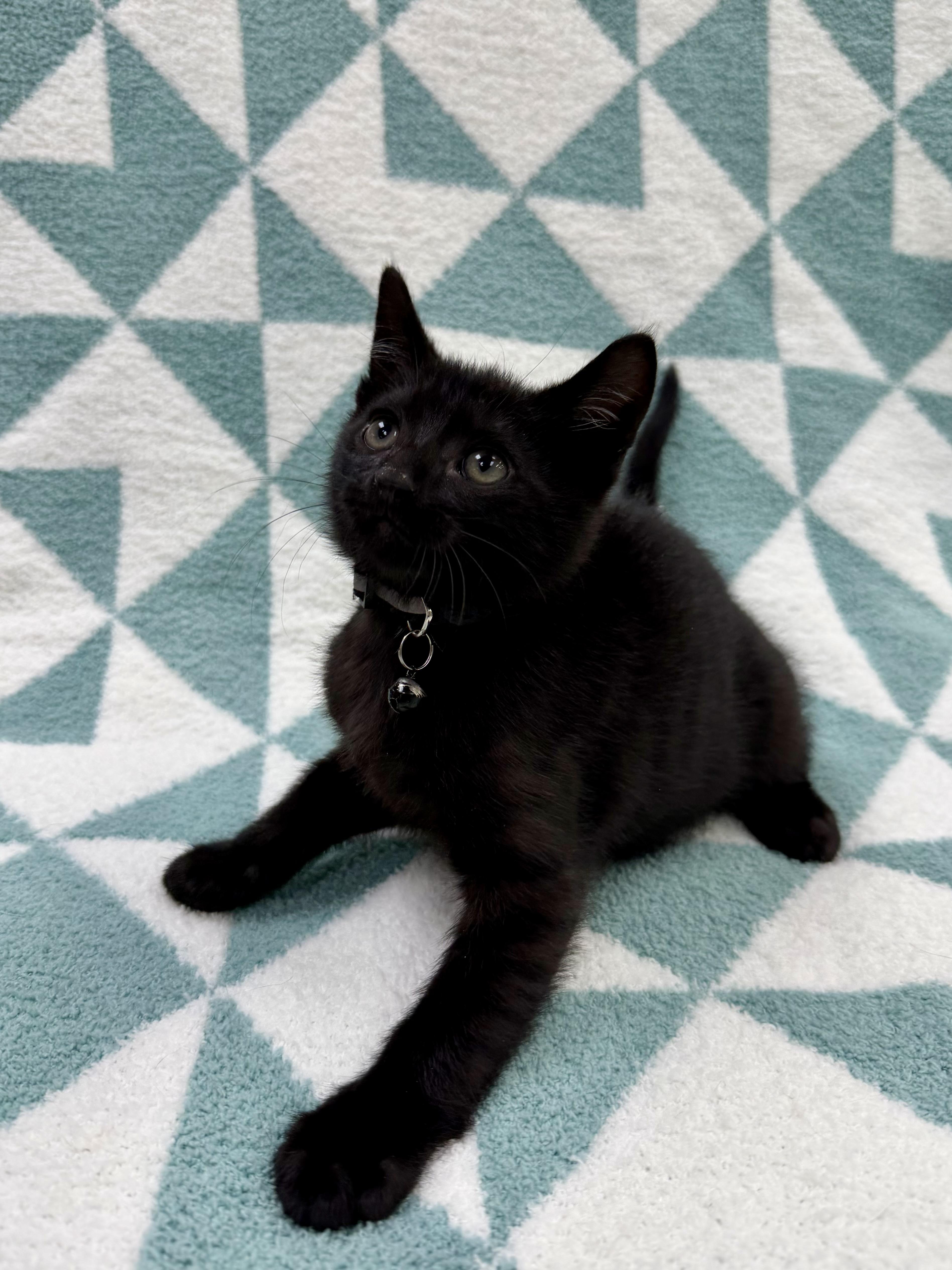 Toothless, a ADOPTABLE Domestic Short Hair in Columbus, OH image 4/5