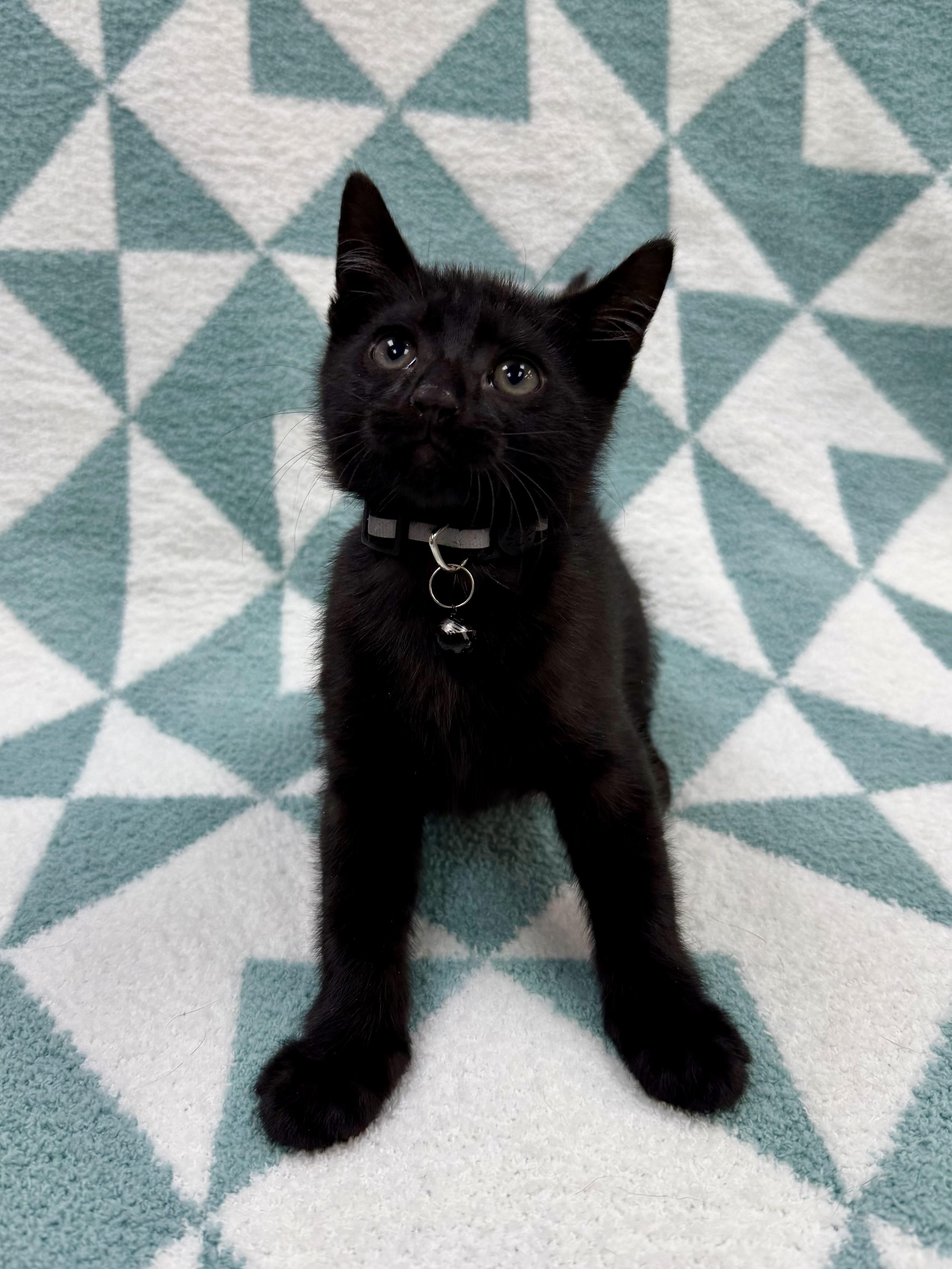 Toothless, a ADOPTABLE Domestic Short Hair in Columbus, OH image 3/5