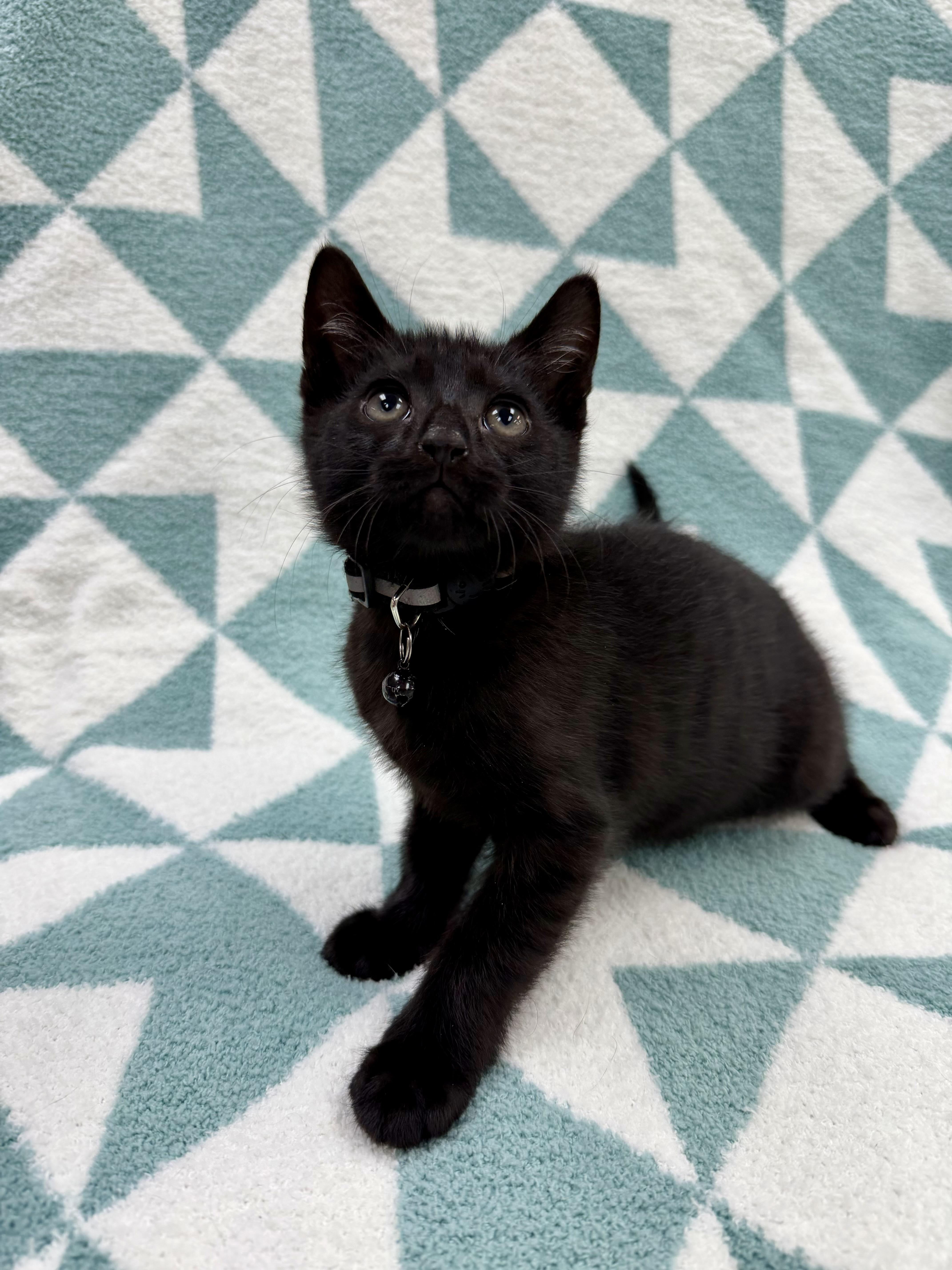 Toothless, a ADOPTABLE Domestic Short Hair in Columbus, OH image 5/5