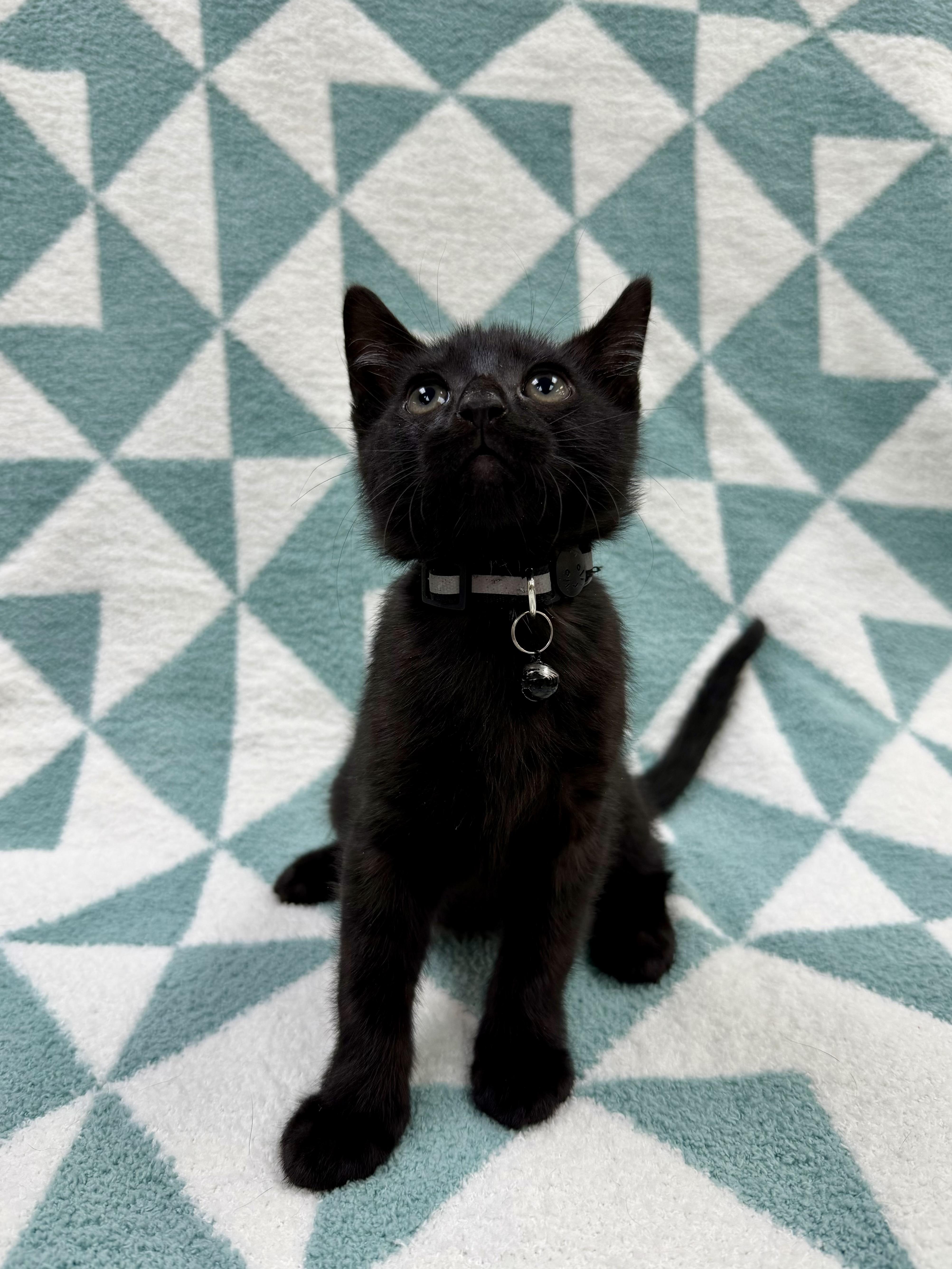 Toothless, a ADOPTABLE Domestic Short Hair in Columbus, OH image 1/5