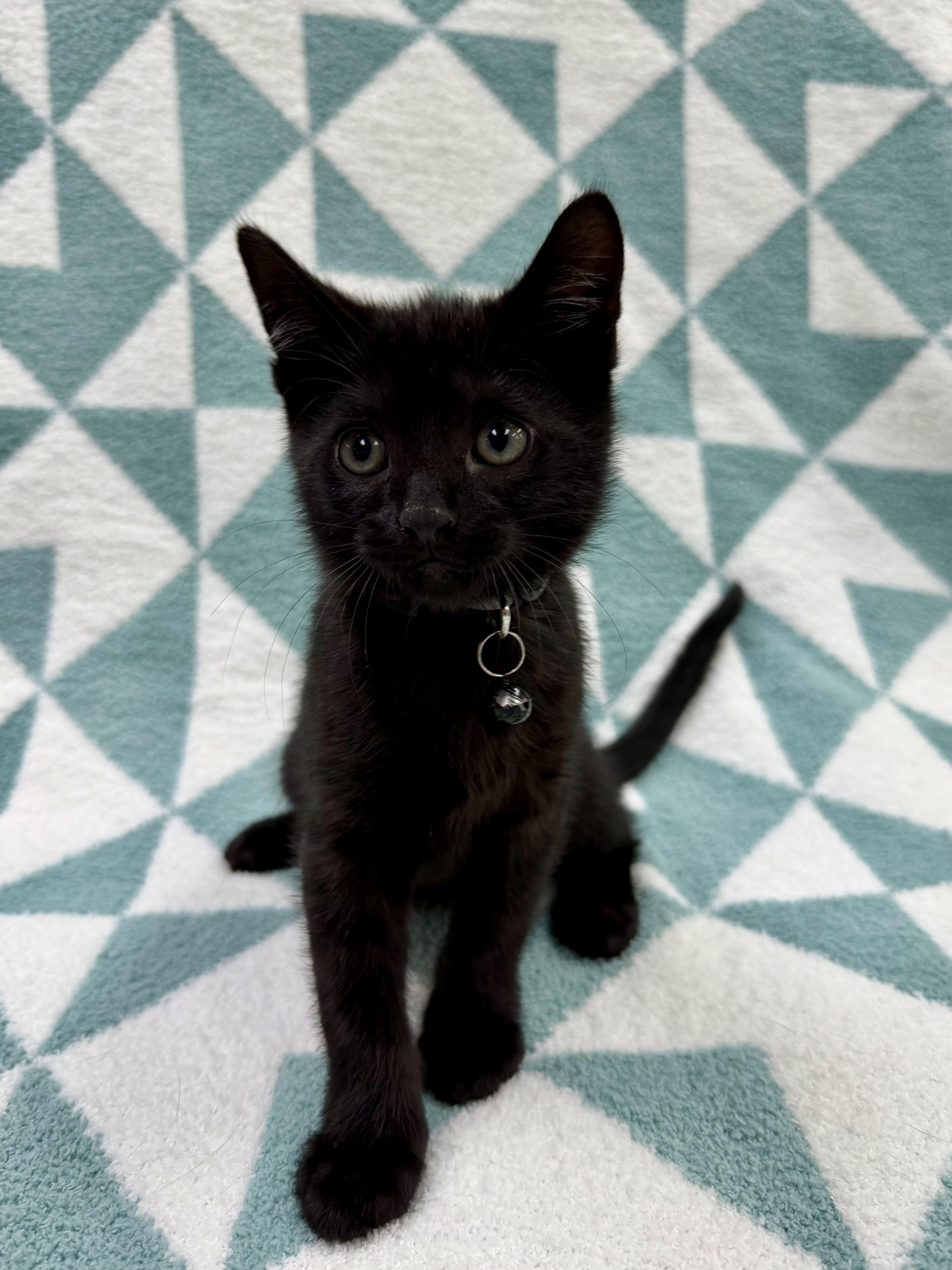 Toothless, a ADOPTABLE Domestic Short Hair in Columbus, OH image 2/5