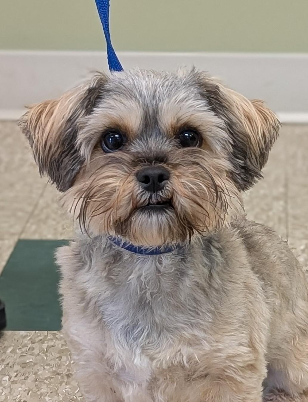 Queenie, adopted, Adult Female Yorkie Poo.