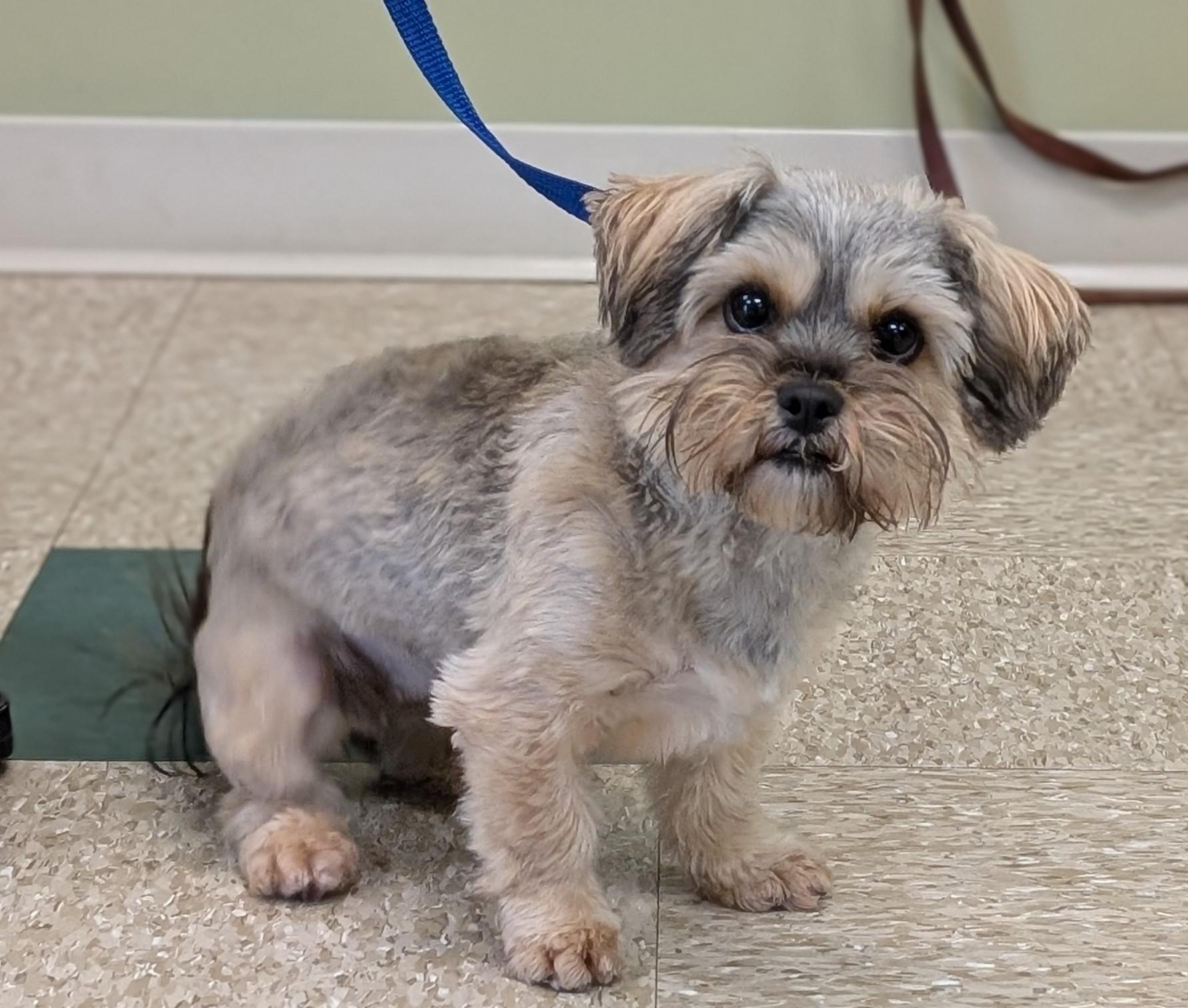 Queenie, an adopted Yorkie Poo in Hastings, NE image 2/4