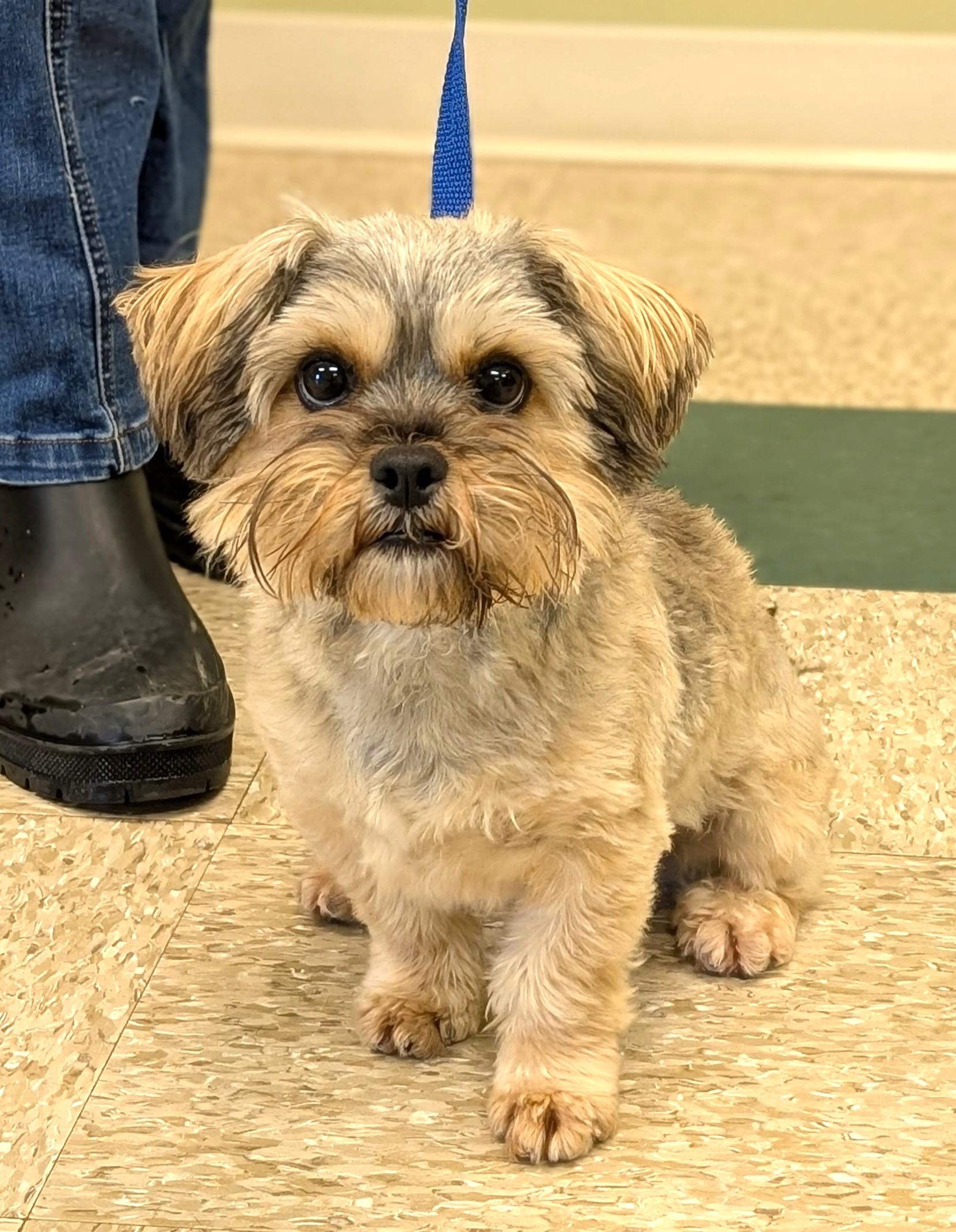 Queenie, an adopted Yorkie Poo in Hastings, NE image 4/4