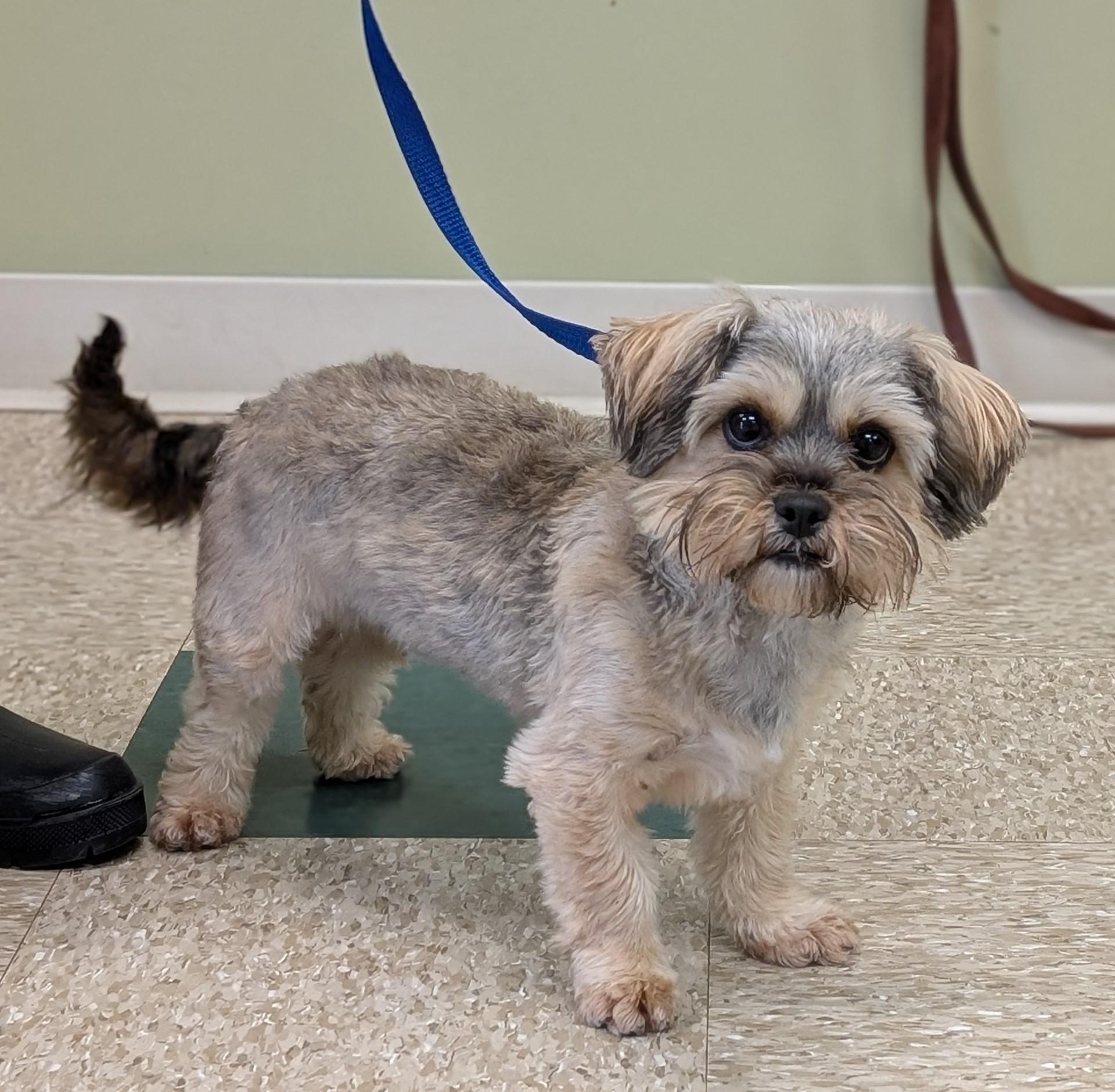 Queenie, an adopted Yorkie Poo in Hastings, NE image 3/4