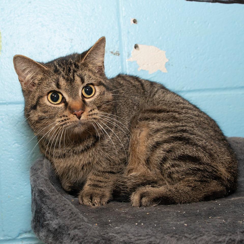 Enlarge Milo, a Adoptable Domestic Short Hair in Troy, OH image 1/2