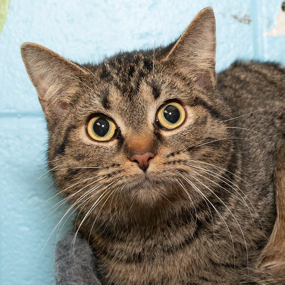 Enlarge Milo, a Adoptable Domestic Short Hair in Troy, OH image 2/2