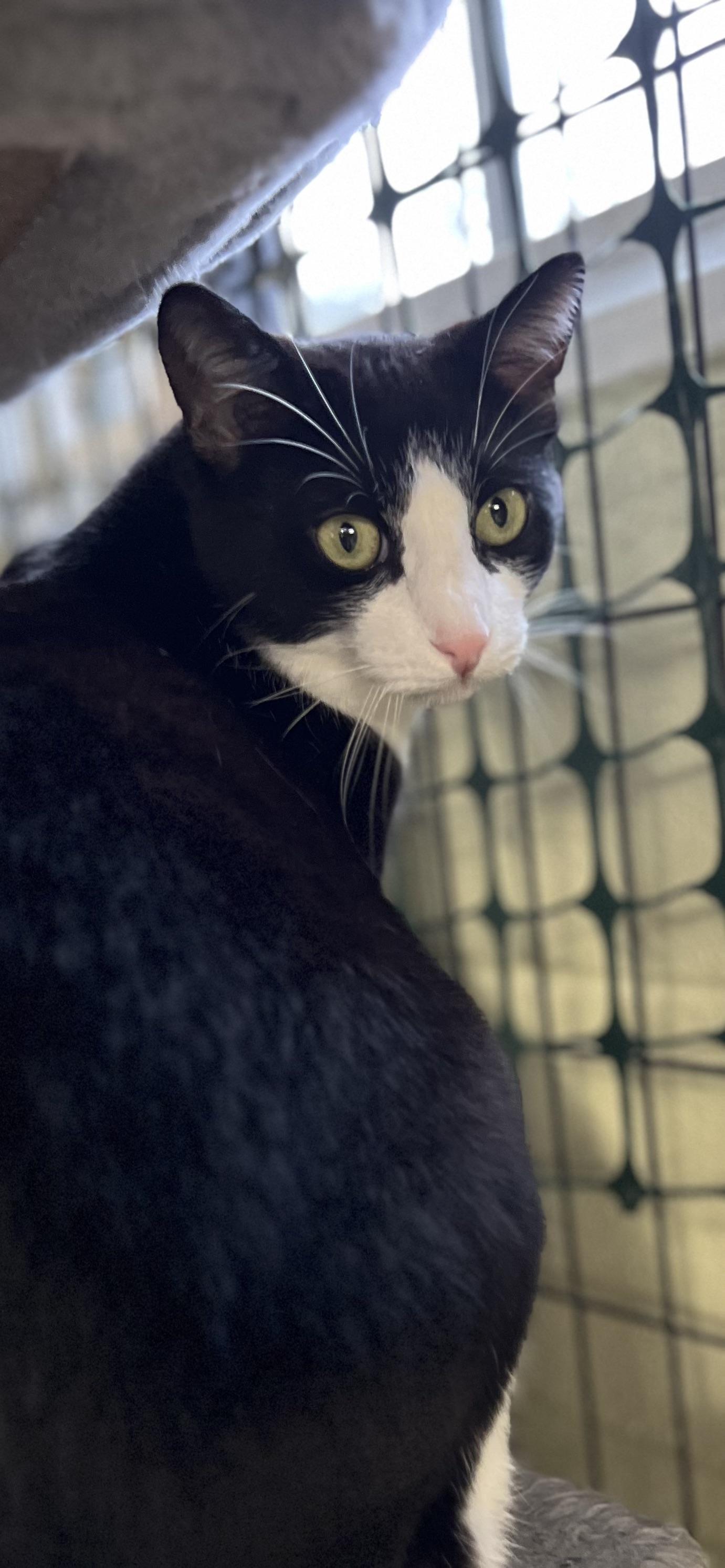 Enlarge Bruno, a ADOPTABLE Domestic Short Hair in Holland, MI image 3/3