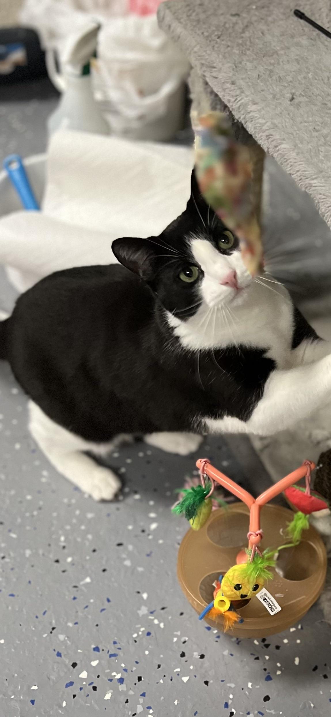 Enlarge Bruno, a ADOPTABLE Domestic Short Hair in Holland, MI image 2/3