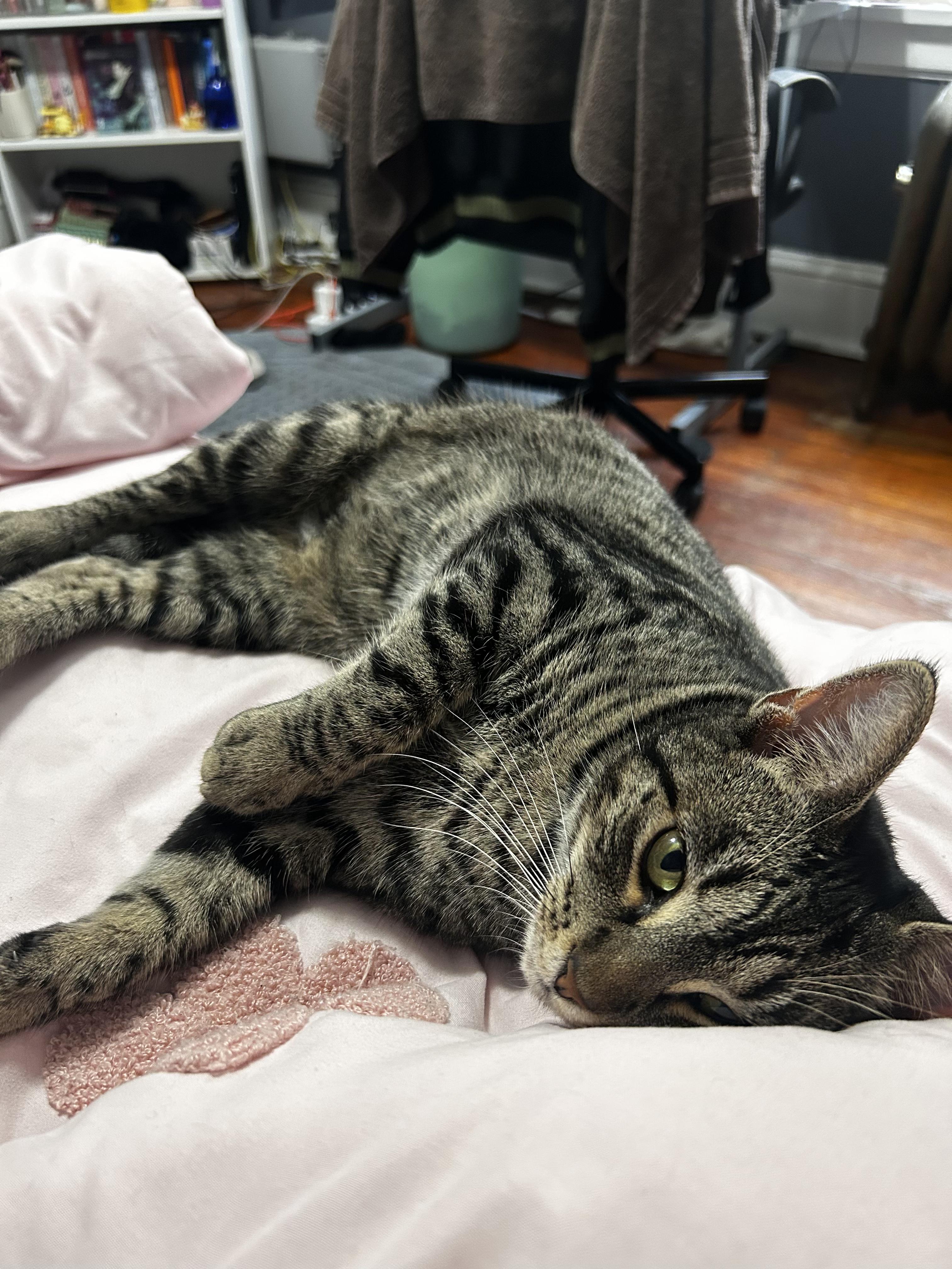 Bonita, Adoptable, Adult Female American Shorthair.