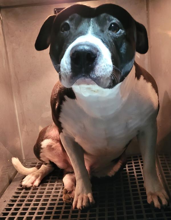 Enlarge Pen 159 Monster, a Adoptable mixed breed in Lawrenceville, GA image 1/1