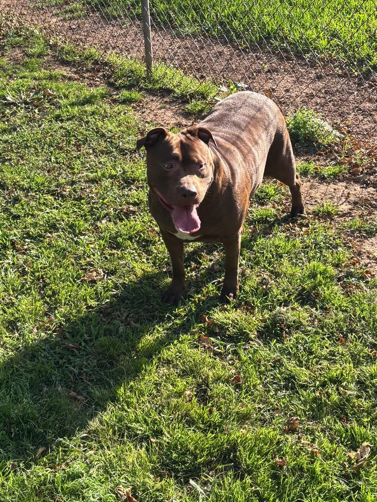 Enlarge Rosie, a Adoptable Mixed Breed in Bossier City, LA image 1/1