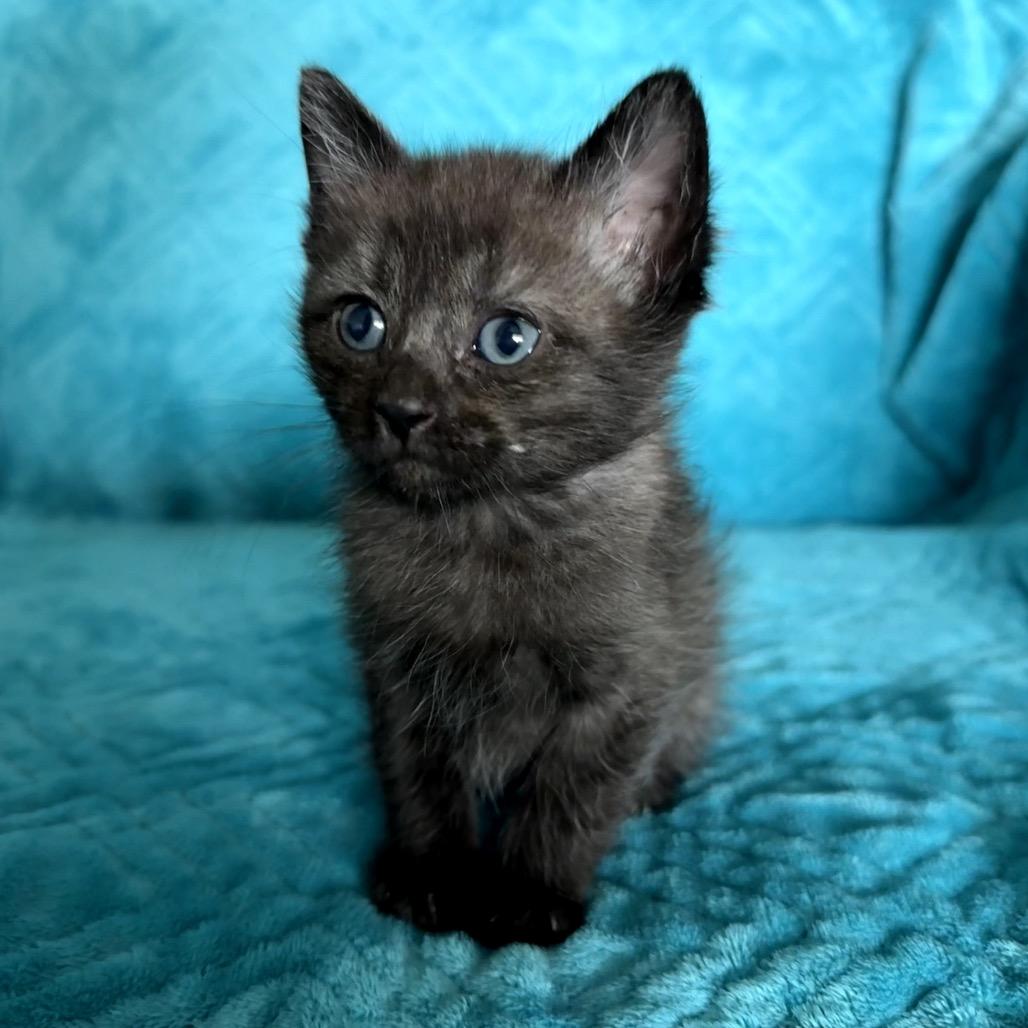 Mung, Adoptable, Kitten Male Domestic Short Hair.