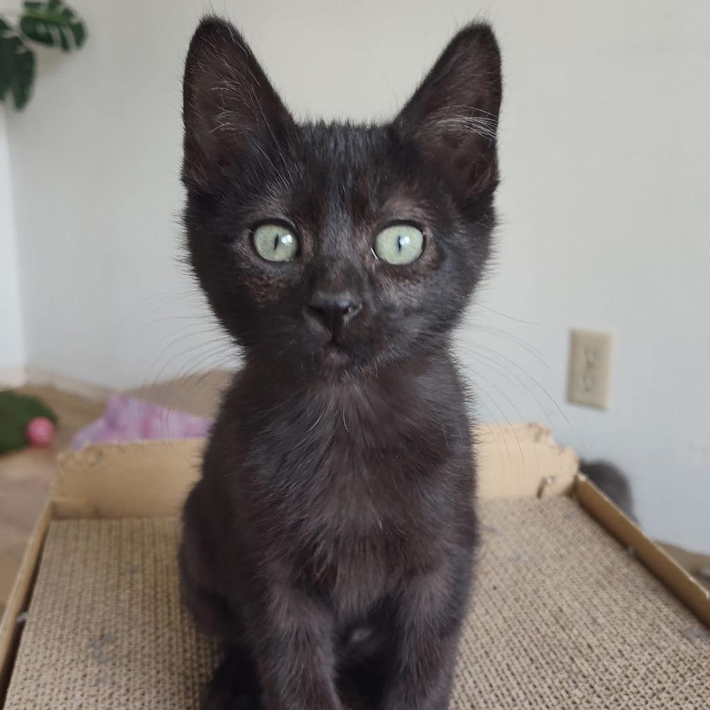 Enlarge Mung, a Adoptable Domestic Short Hair in Bountiful, UT image 2/3