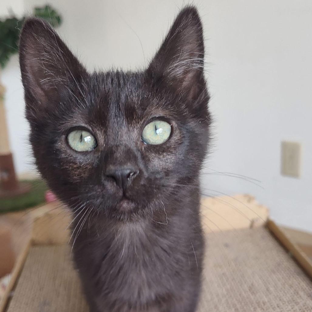 Enlarge Mung, a Adoptable Domestic Short Hair in Bountiful, UT image 3/3