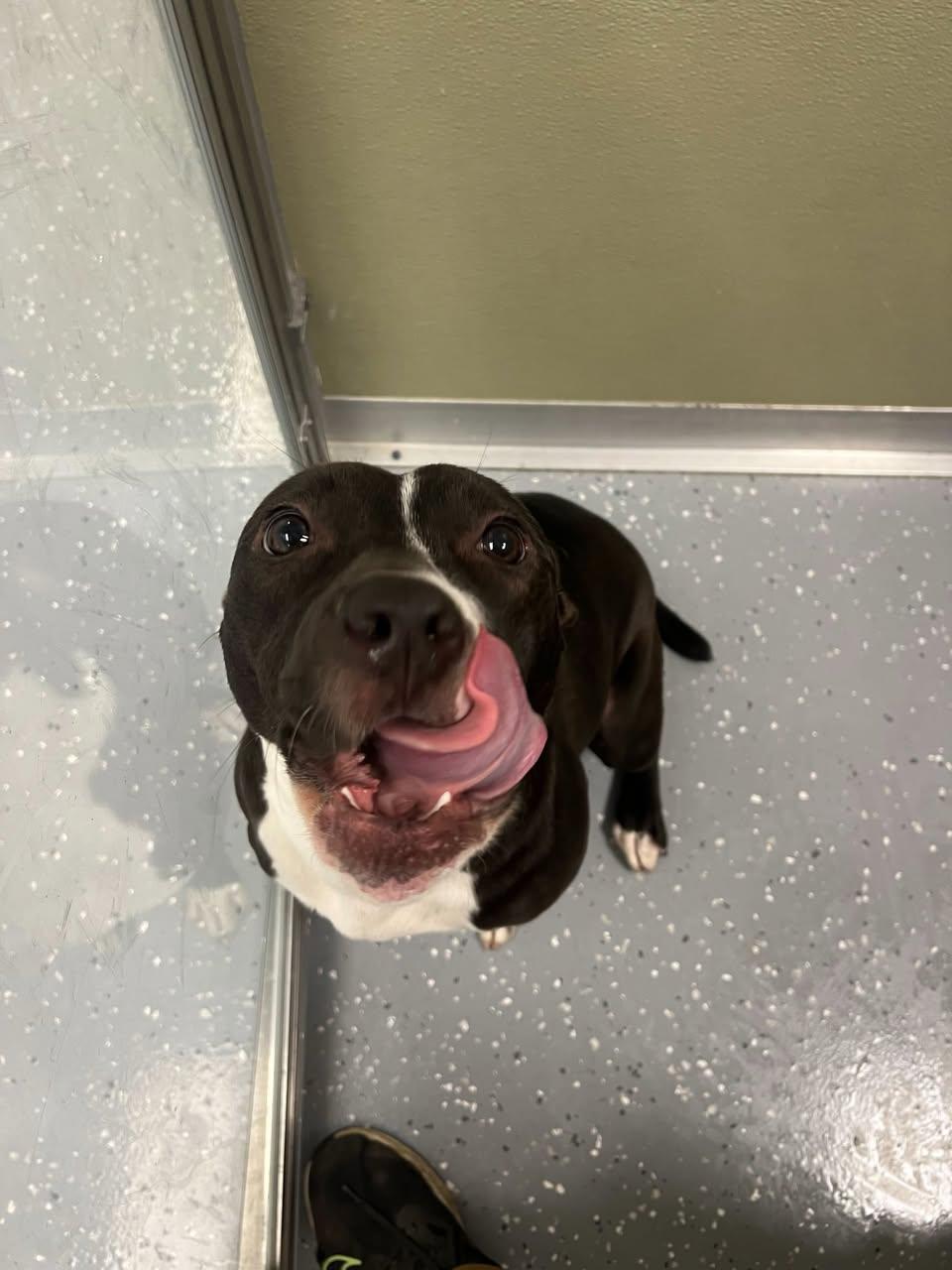Enlarge Chips Ahoy, a ADOPTABLE Mixed Breed in Davenport, IA image 1/2
