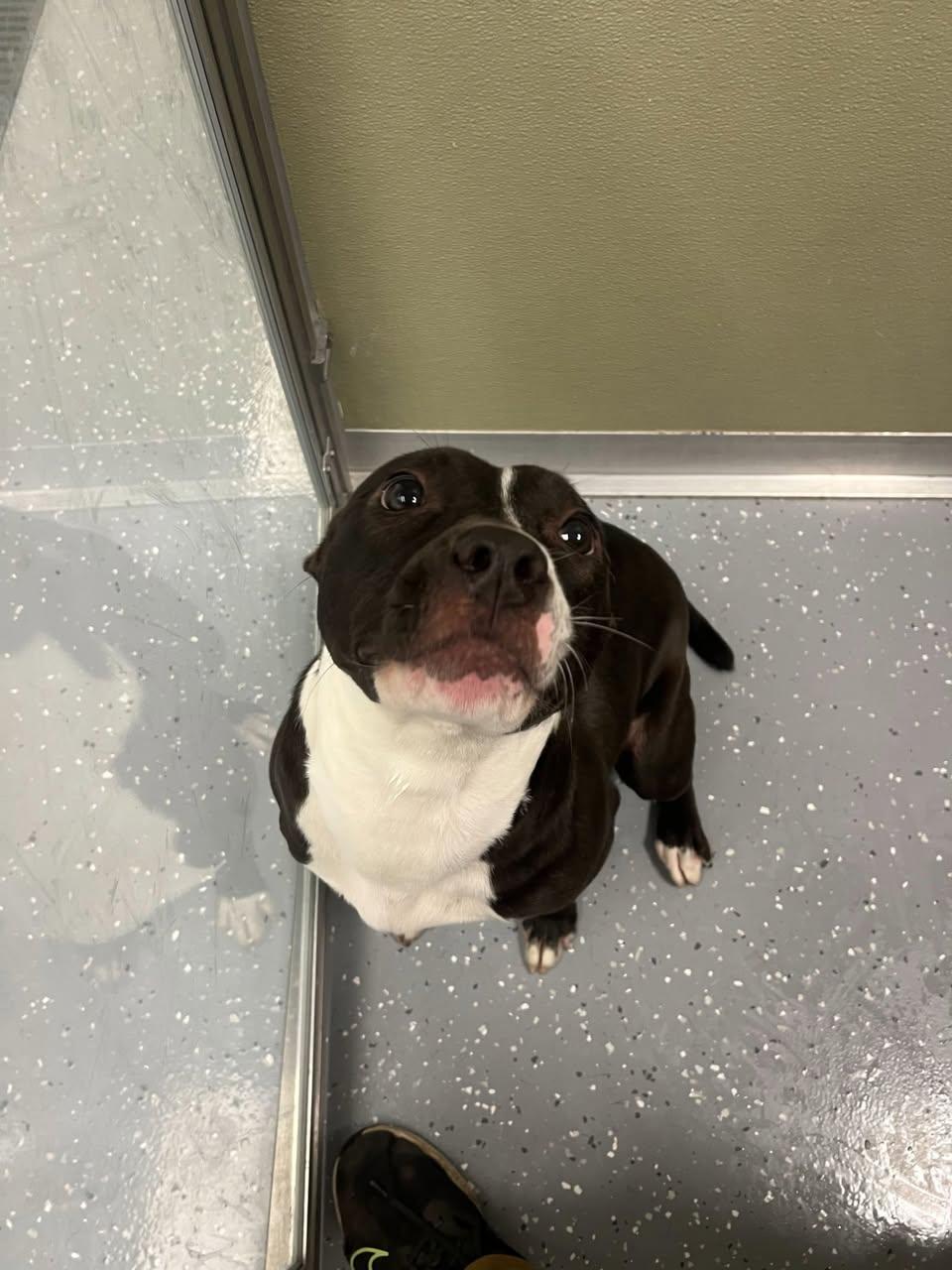 Enlarge Chips Ahoy, a ADOPTABLE Mixed Breed in Davenport, IA image 2/2