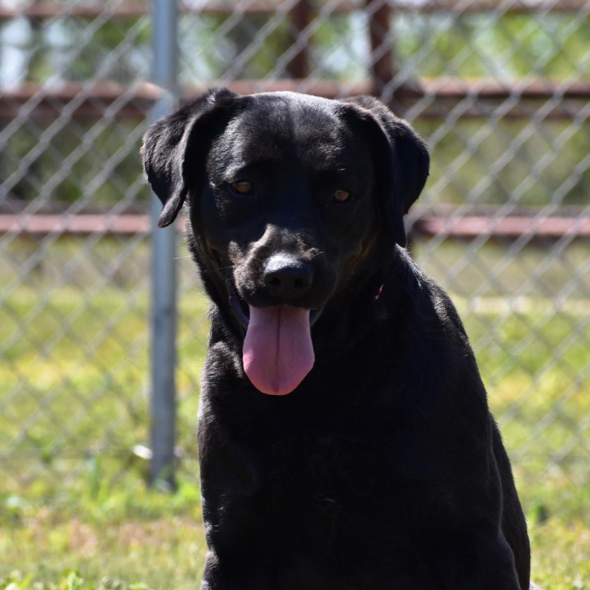 Linnie, an adoptable Labrador Retriever in Simsbury, CT image 3/6
