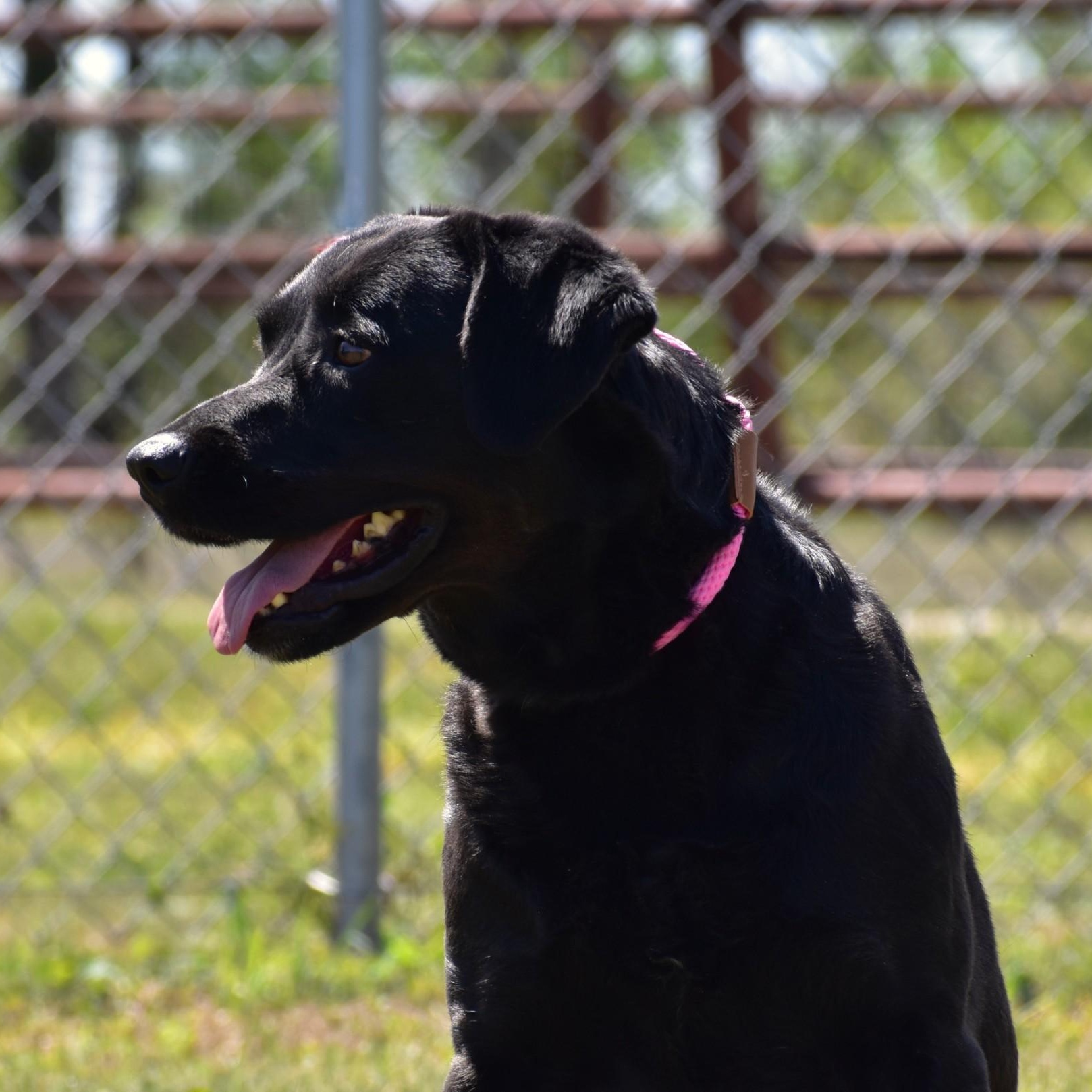 Linnie, an adoptable Labrador Retriever in Simsbury, CT image 4/6