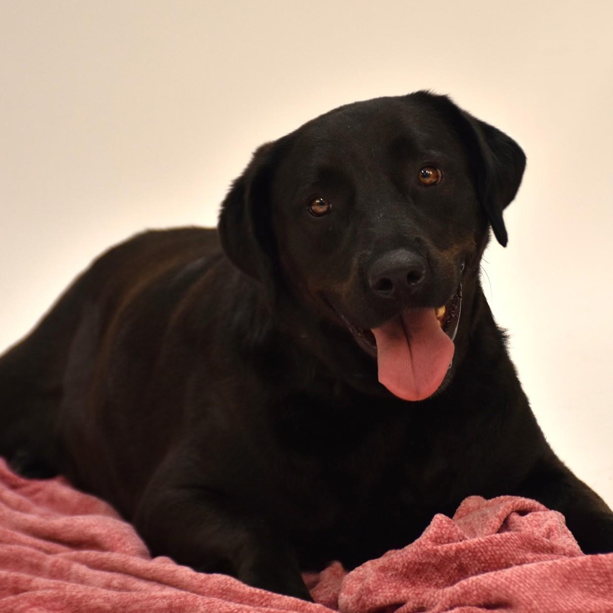 Linnie, a Adoptable Labrador Retriever in Simsbury, CT image 5/6