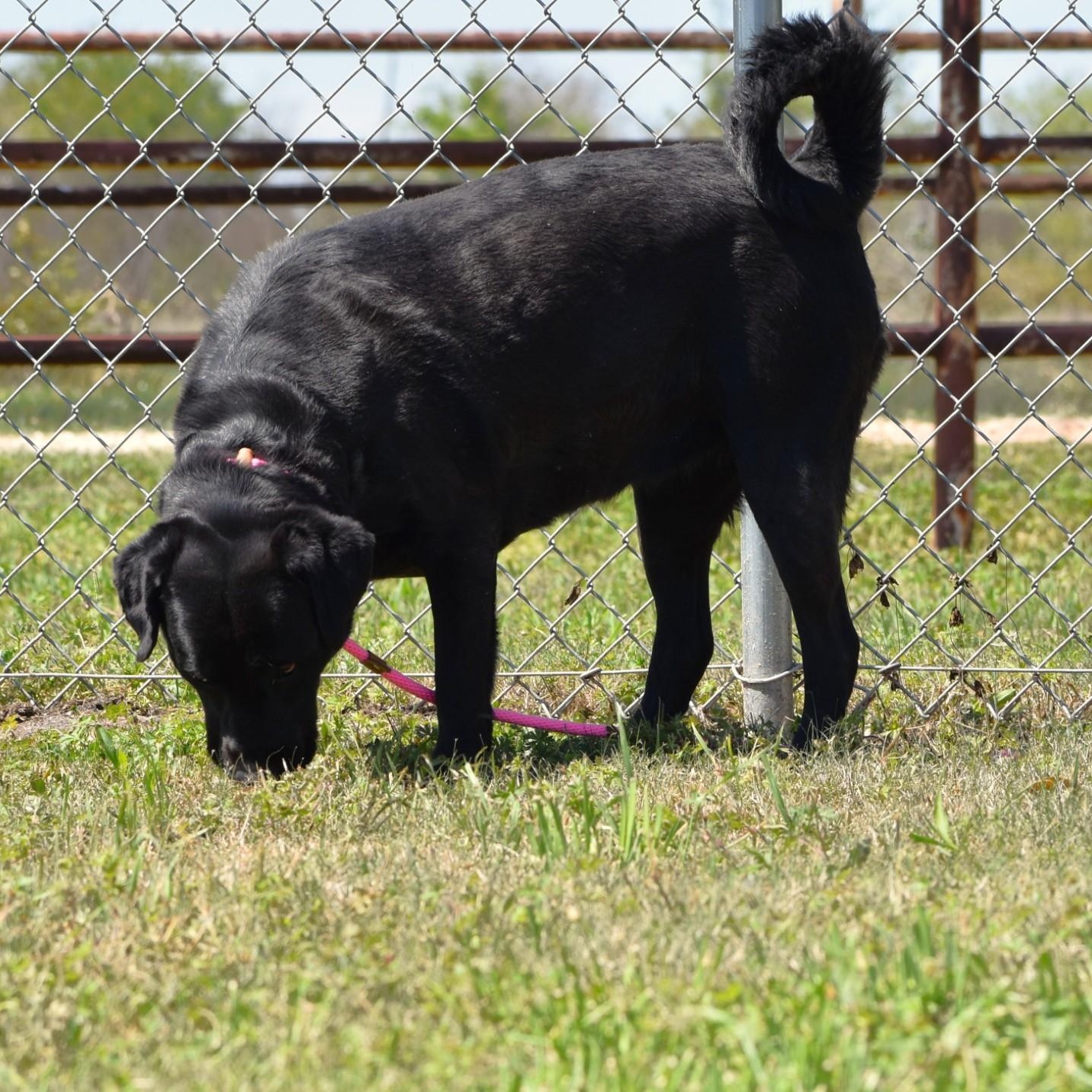 Linnie, an adoptable Labrador Retriever in Simsbury, CT image 6/6