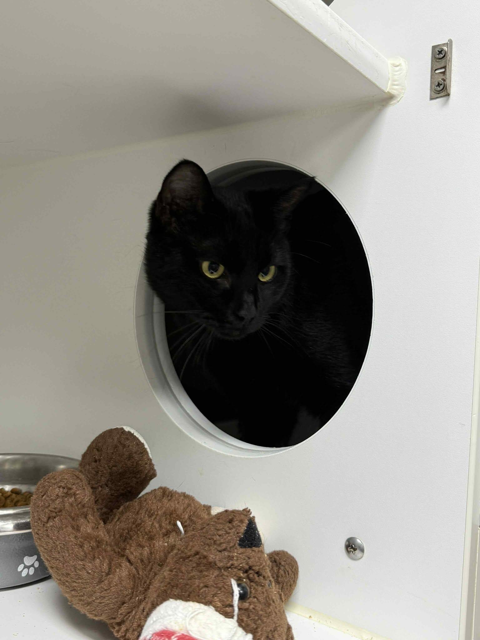 Kulmer, Adoptable, Adult Male Domestic Short Hair.