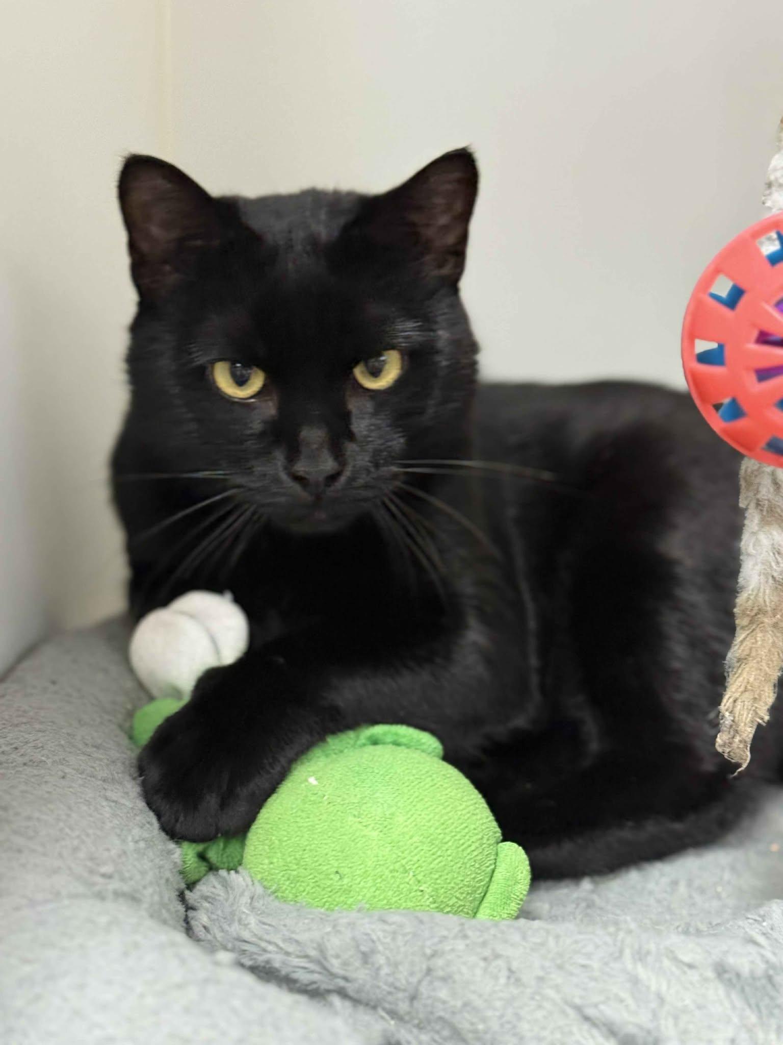 Enlarge Kulmer, a Adoptable Domestic Short Hair in Othello, WA image 2/5