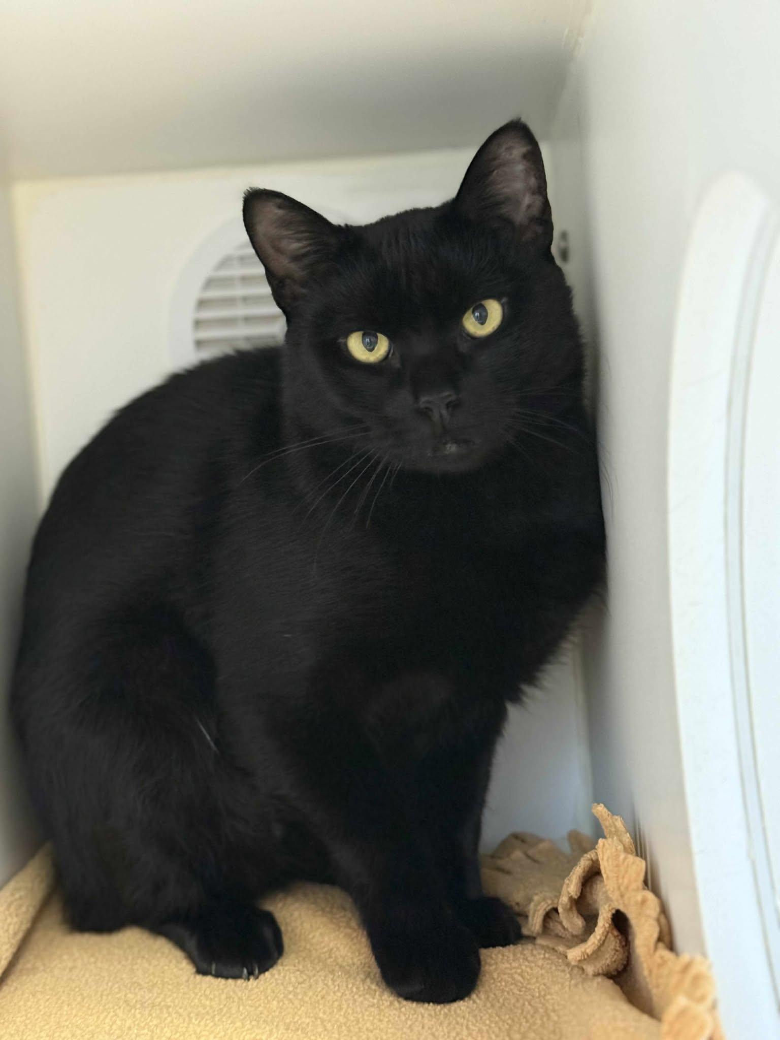 Enlarge Kulmer, a Adoptable Domestic Short Hair in Othello, WA image 3/5